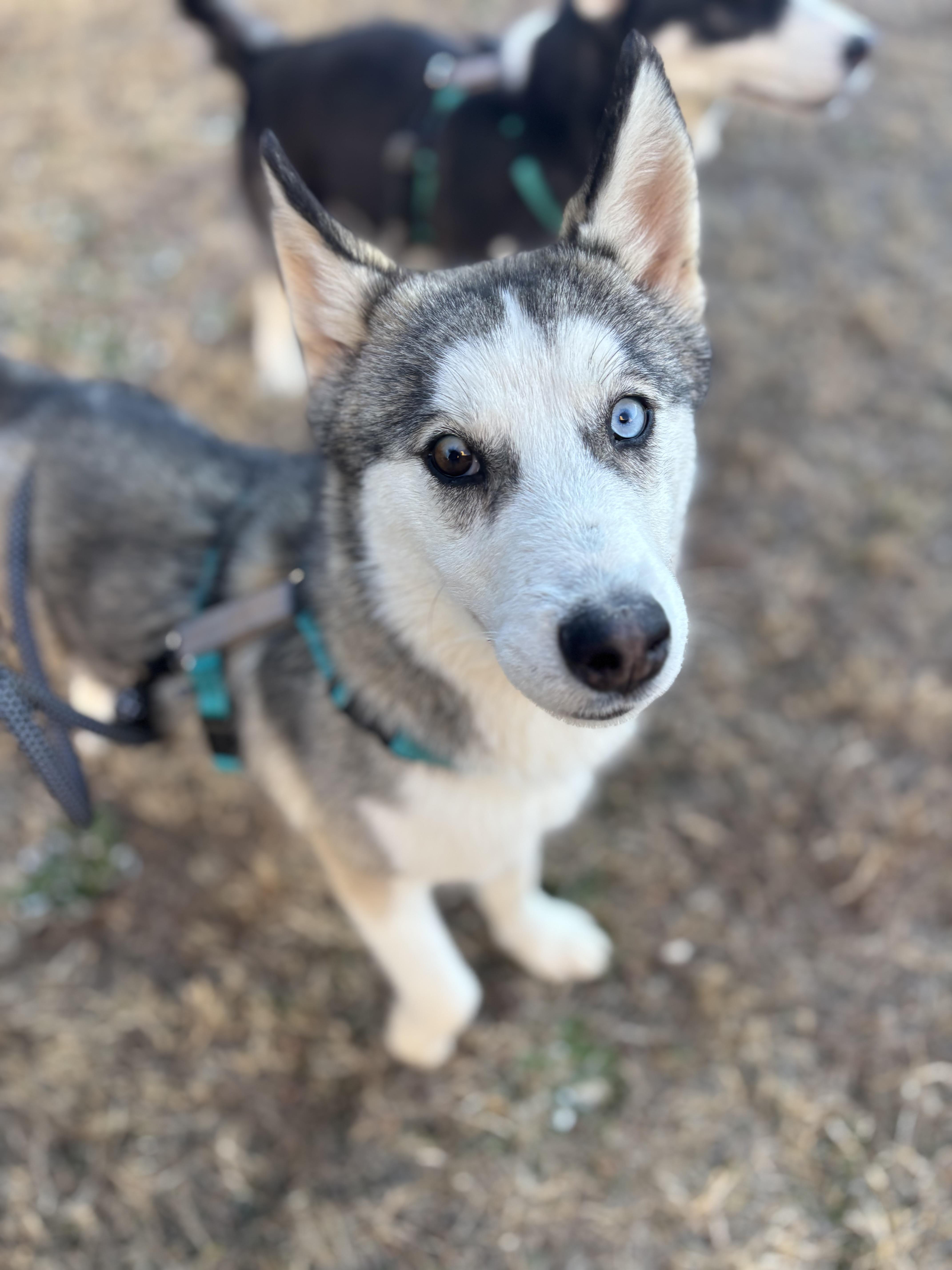 Enlarge Trooper, a ADOPTABLE Siberian Husky in Woodstock, GA image 5/6