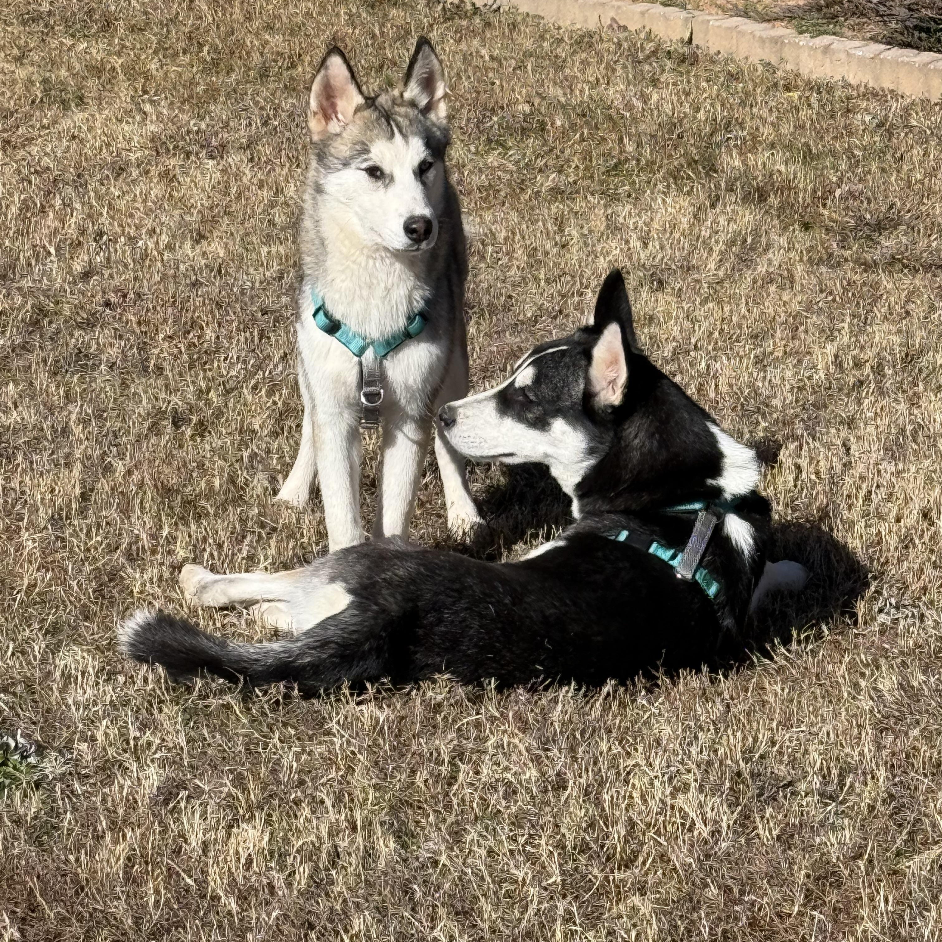Enlarge Trooper, a ADOPTABLE Siberian Husky in Woodstock, GA image 2/6