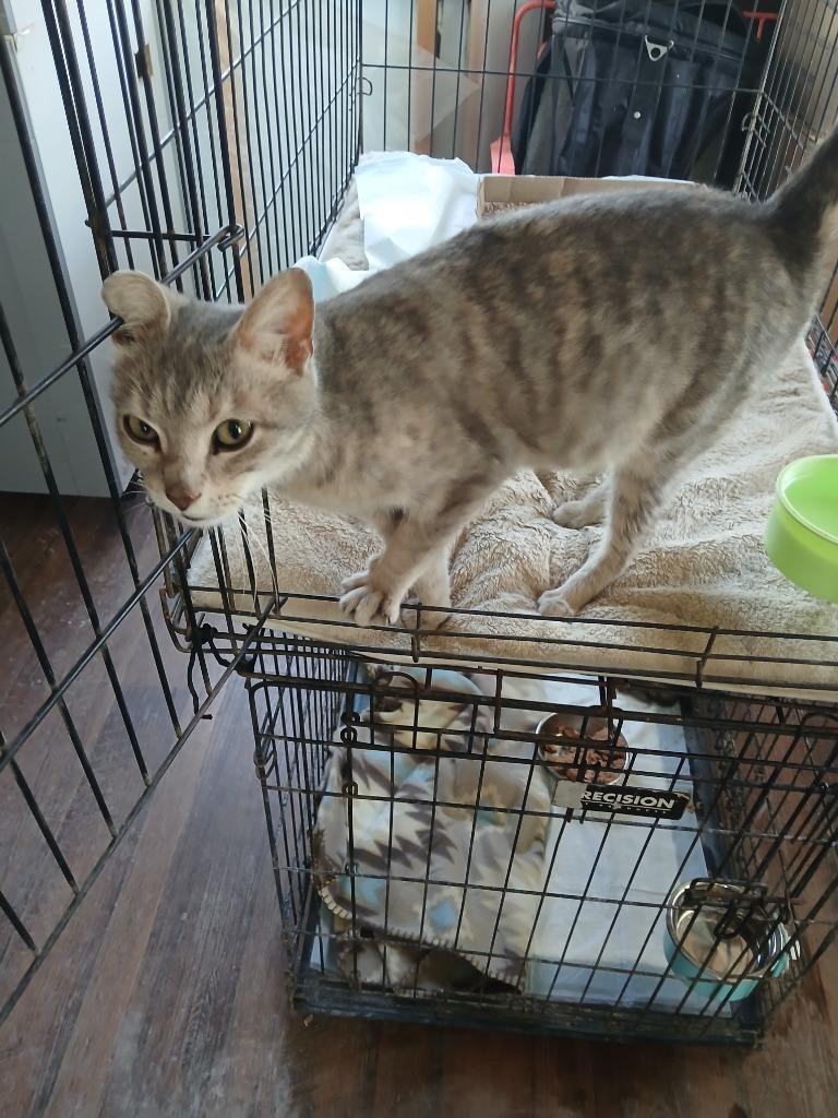 Cranberry, Adoptable, Young Female Domestic Short Hair.