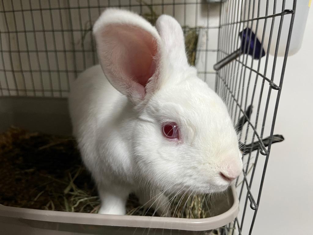 Enlarge Dartanian, a Adoptable New Zealand in Pflugerville, TX image 2/6