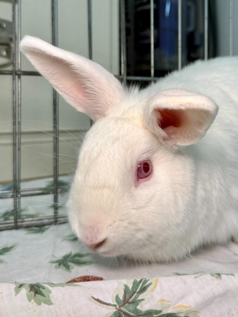 Enlarge Dartanian, a Adoptable New Zealand in Pflugerville, TX image 3/6