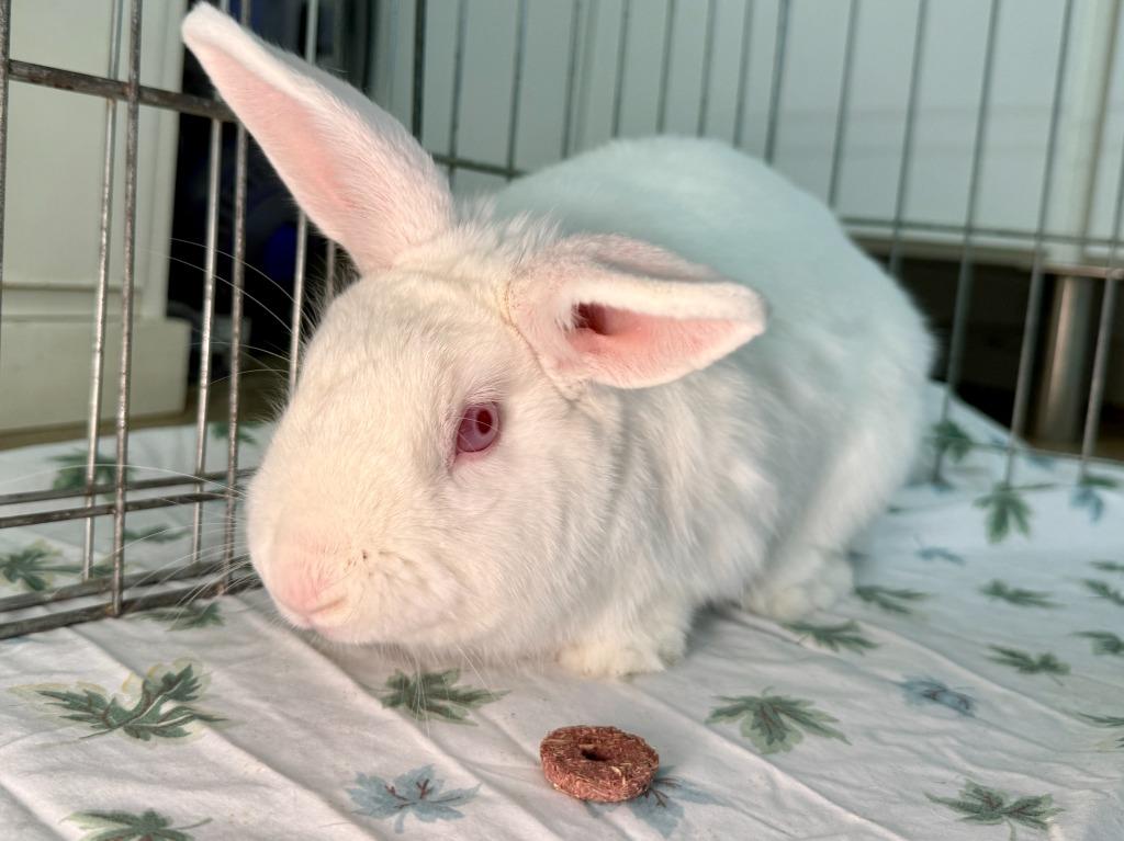 Enlarge Dartanian, a Adoptable New Zealand in Pflugerville, TX image 4/6