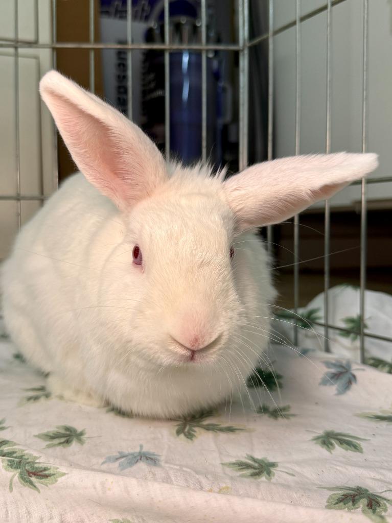 Enlarge Dartanian, a Adoptable New Zealand in Pflugerville, TX image 6/6