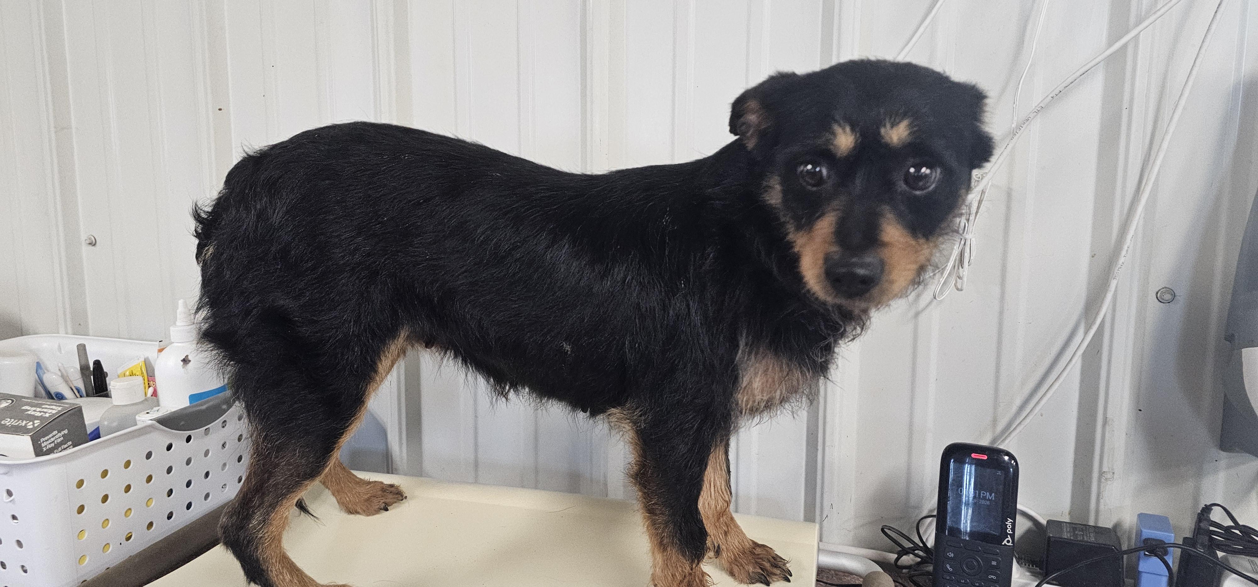 Maggs, a ADOPTABLE mixed breed in Columbia, MO image 3/4