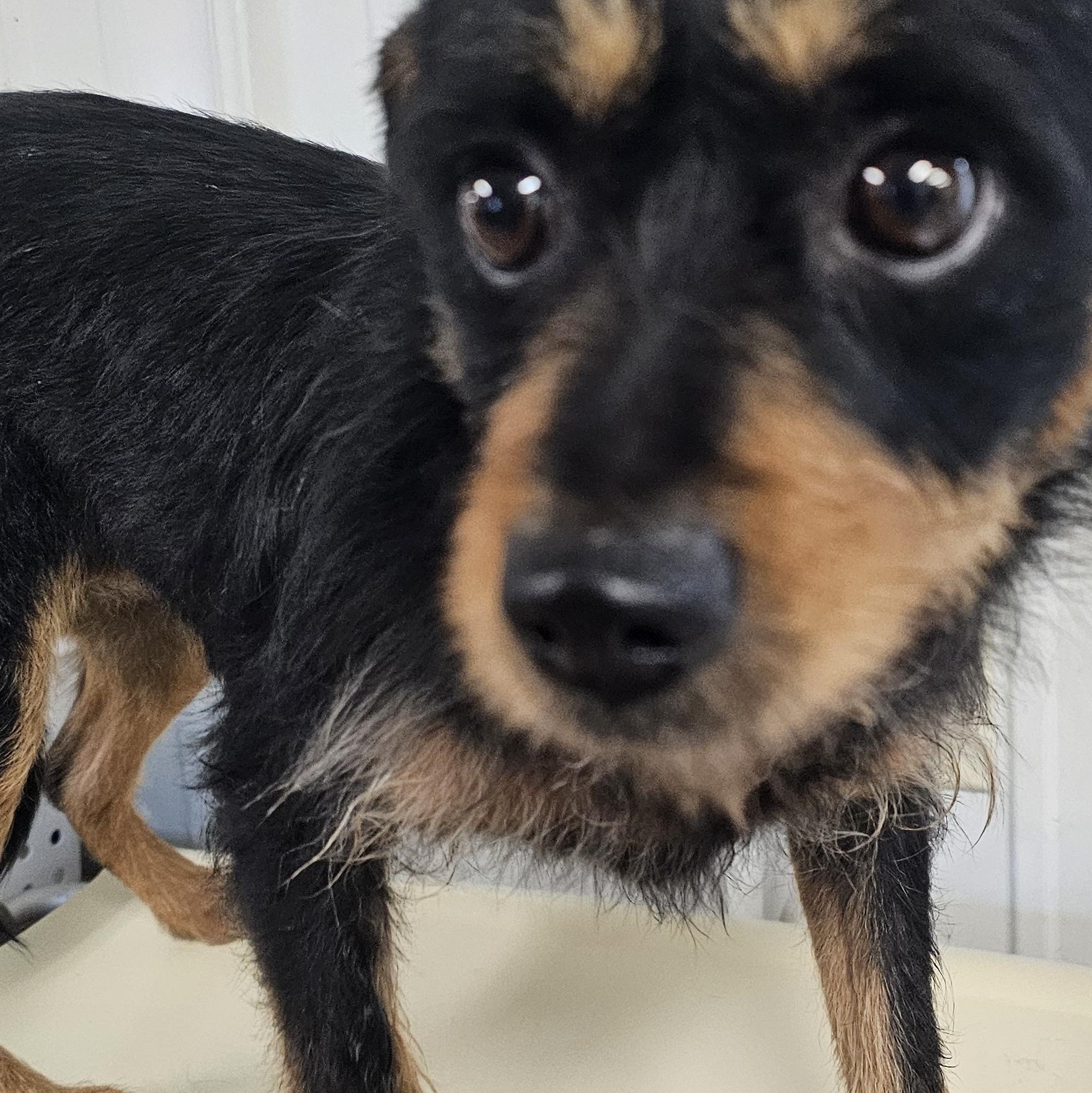 Maggs, a ADOPTABLE mixed breed in Columbia, MO image 2/4