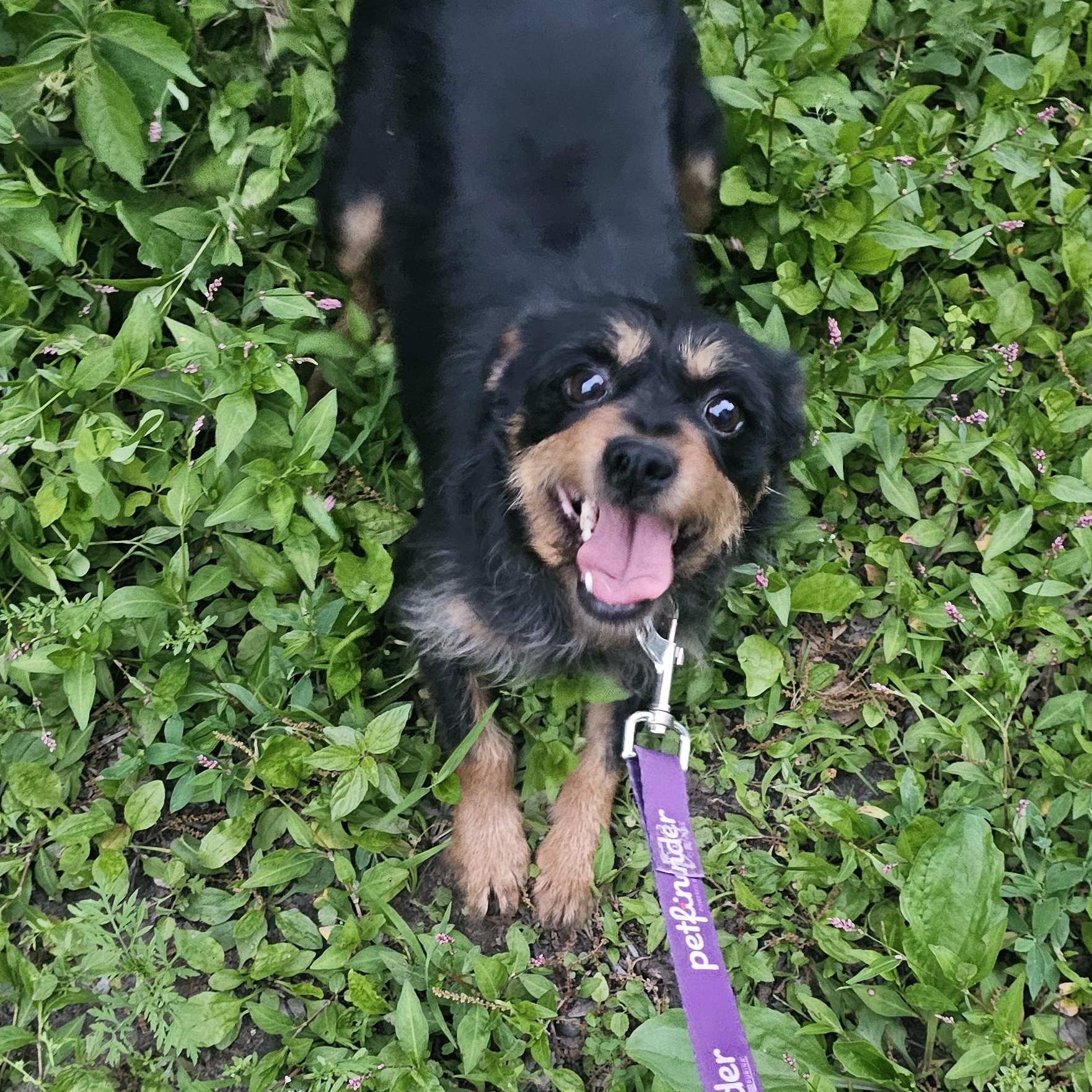 Maggs, ADOPTABLE, Young Female Patterdale Terrier / Fell Terrier & Miniature Schnauzer.
