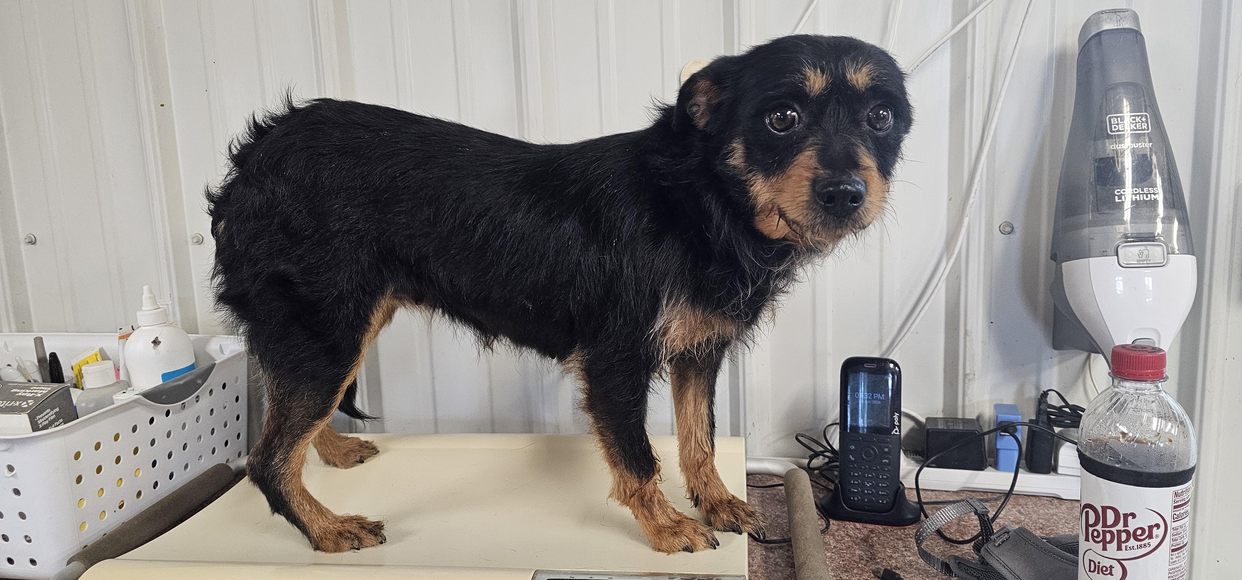 Maggs, a ADOPTABLE mixed breed in Columbia, MO image 4/4