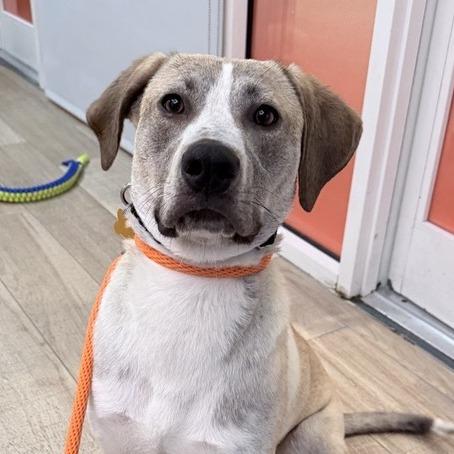 Champagne, a Adoptable Mixed Breed in New York, NY image 1/6