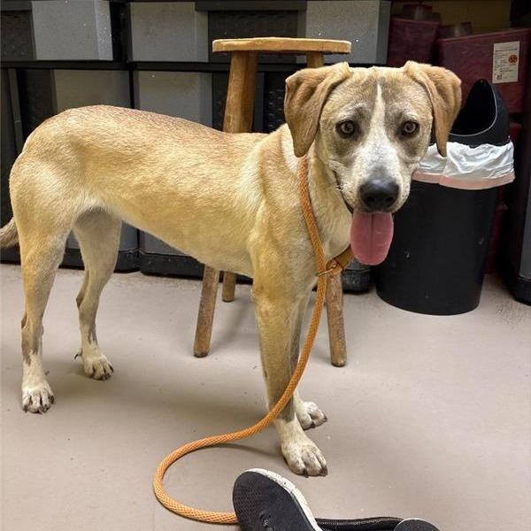 Champagne, a Adoptable Mixed Breed in New York, NY image 2/6