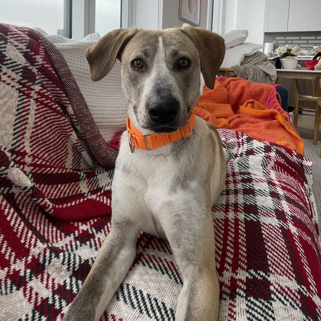 Champagne thumbnail 2