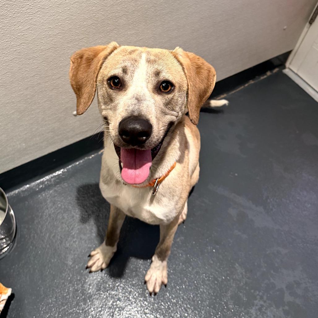 Champagne thumbnail 3