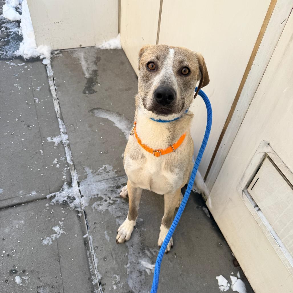 Champagne, a Adoptable Mixed Breed in New York, NY image 4/6