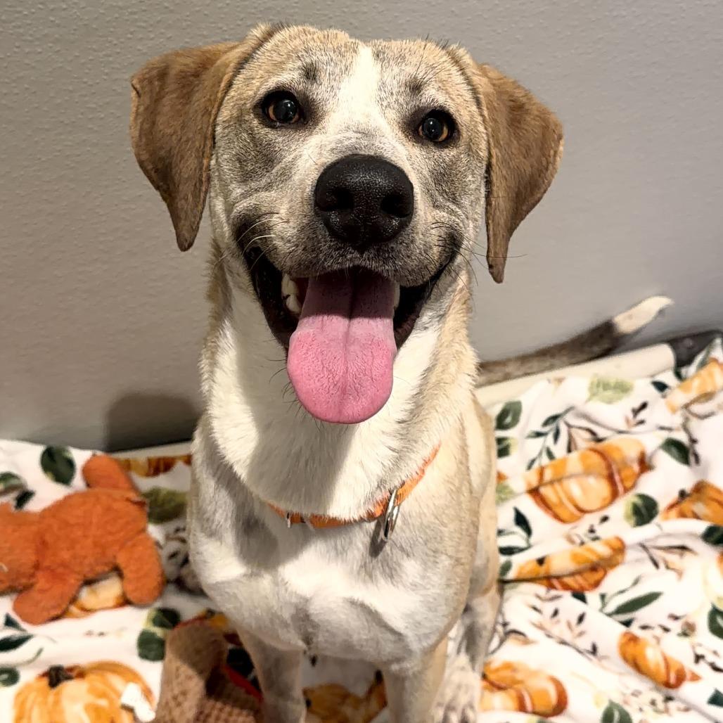 Champagne, a Adoptable Mixed Breed in New York, NY image 5/6