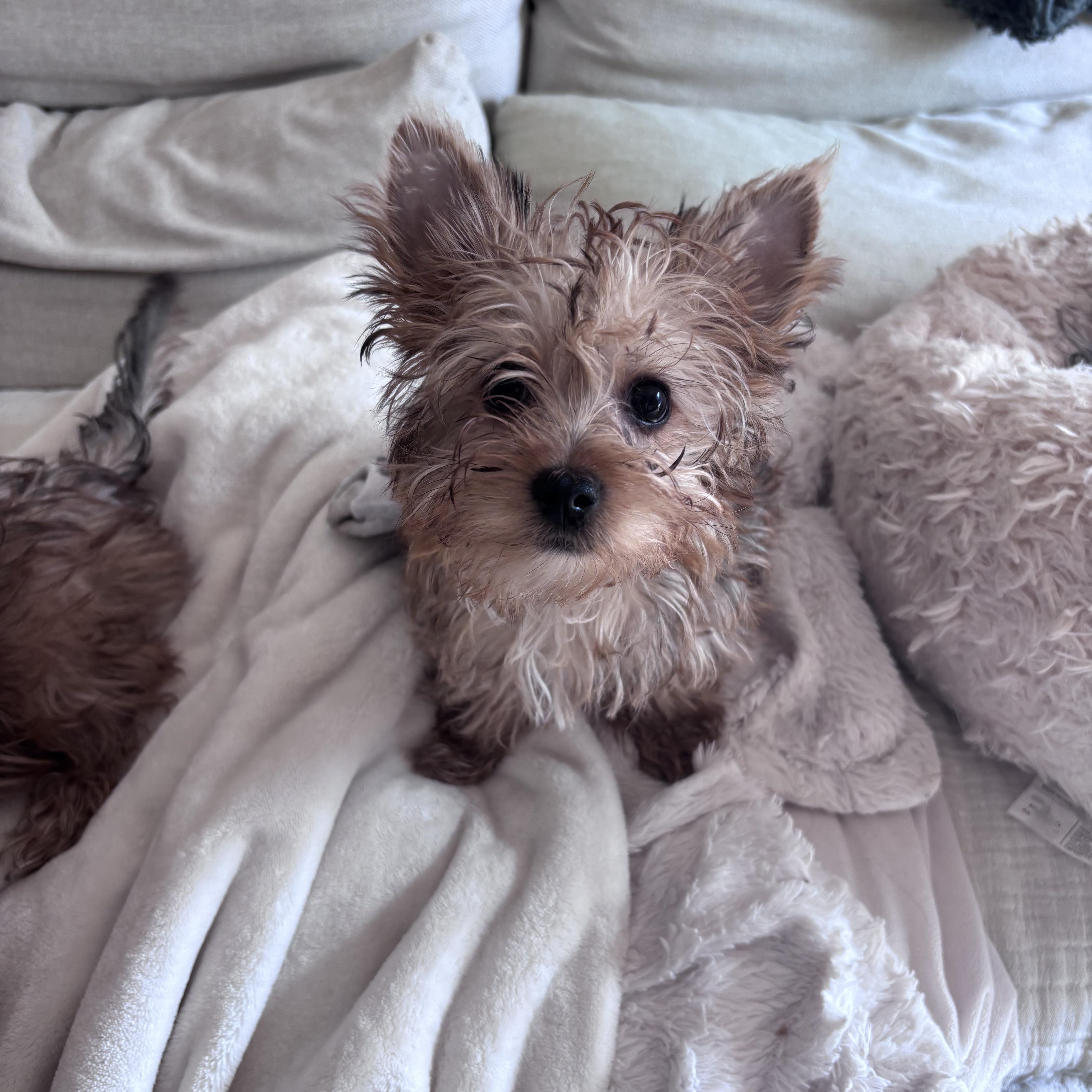 Enlarge Penny, a ADOPTABLE mixed breed in Taunton, MA image 4/5