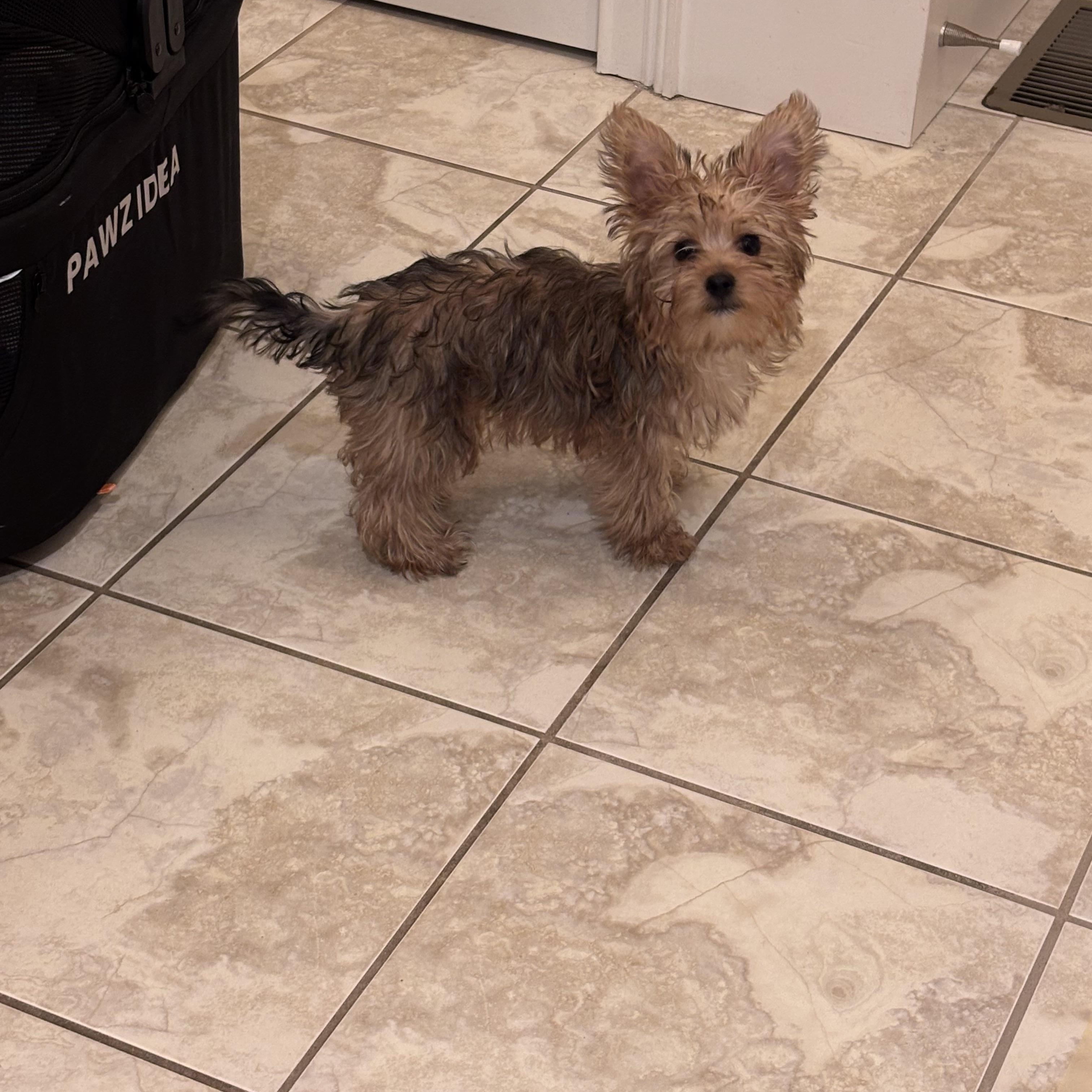 Enlarge Penny, a ADOPTABLE mixed breed in Taunton, MA image 3/5