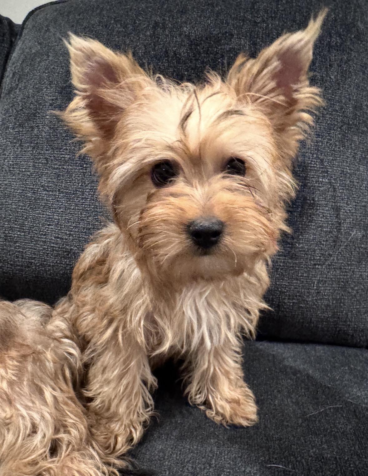 Enlarge Penny, a ADOPTABLE mixed breed in Taunton, MA image 2/5