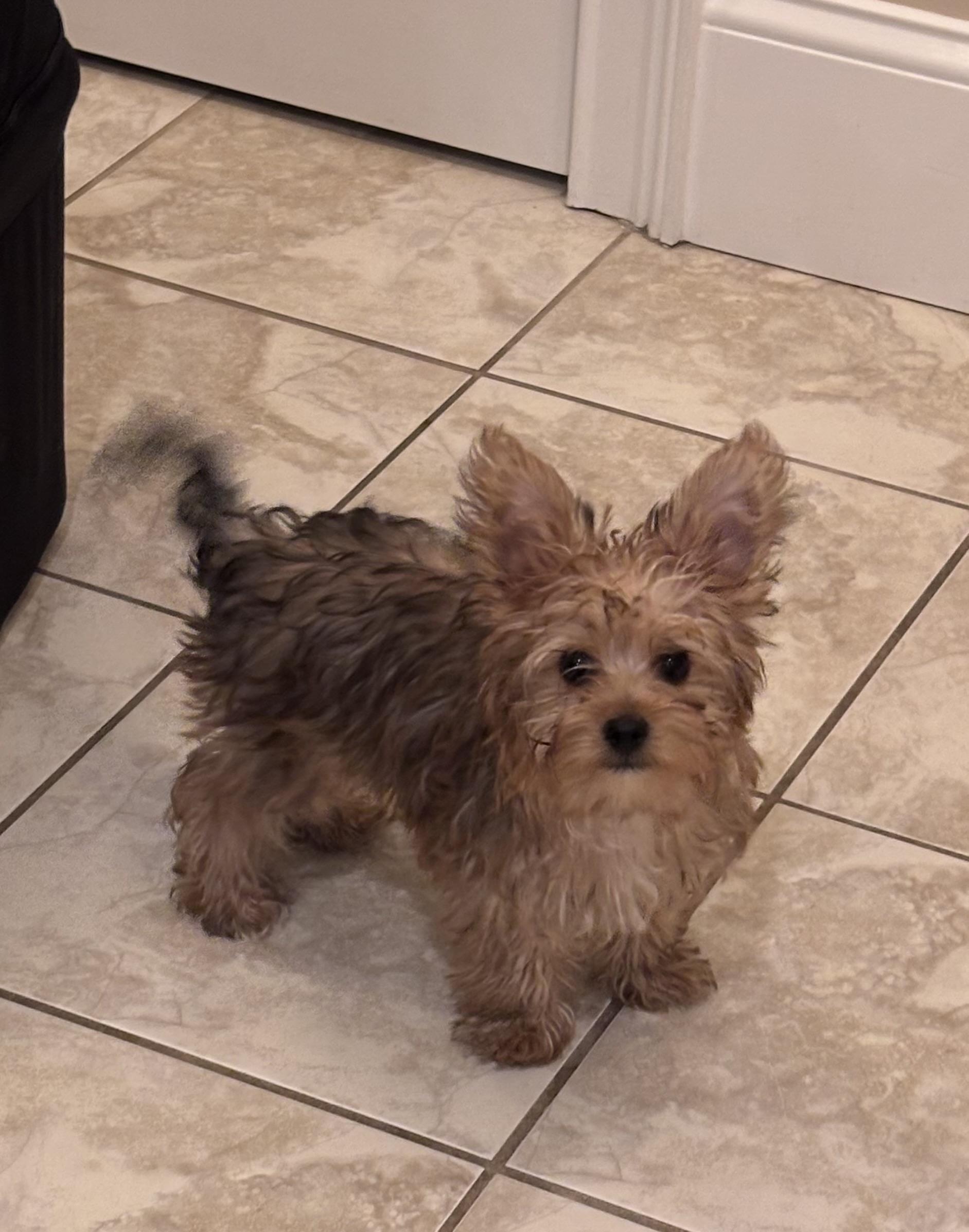 Penny, ADOPTABLE, Puppy Female Yorkshire Terrier & Maltese.