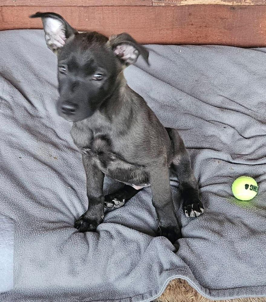 Enlarge Stella, a Adoptable mixed breed in Colorado Springs, CO image 5/6