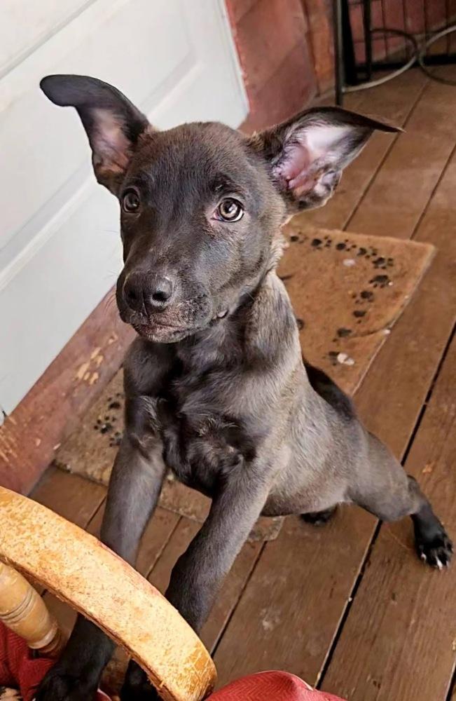Enlarge Stella, a Adoptable mixed breed in Colorado Springs, CO image 6/6