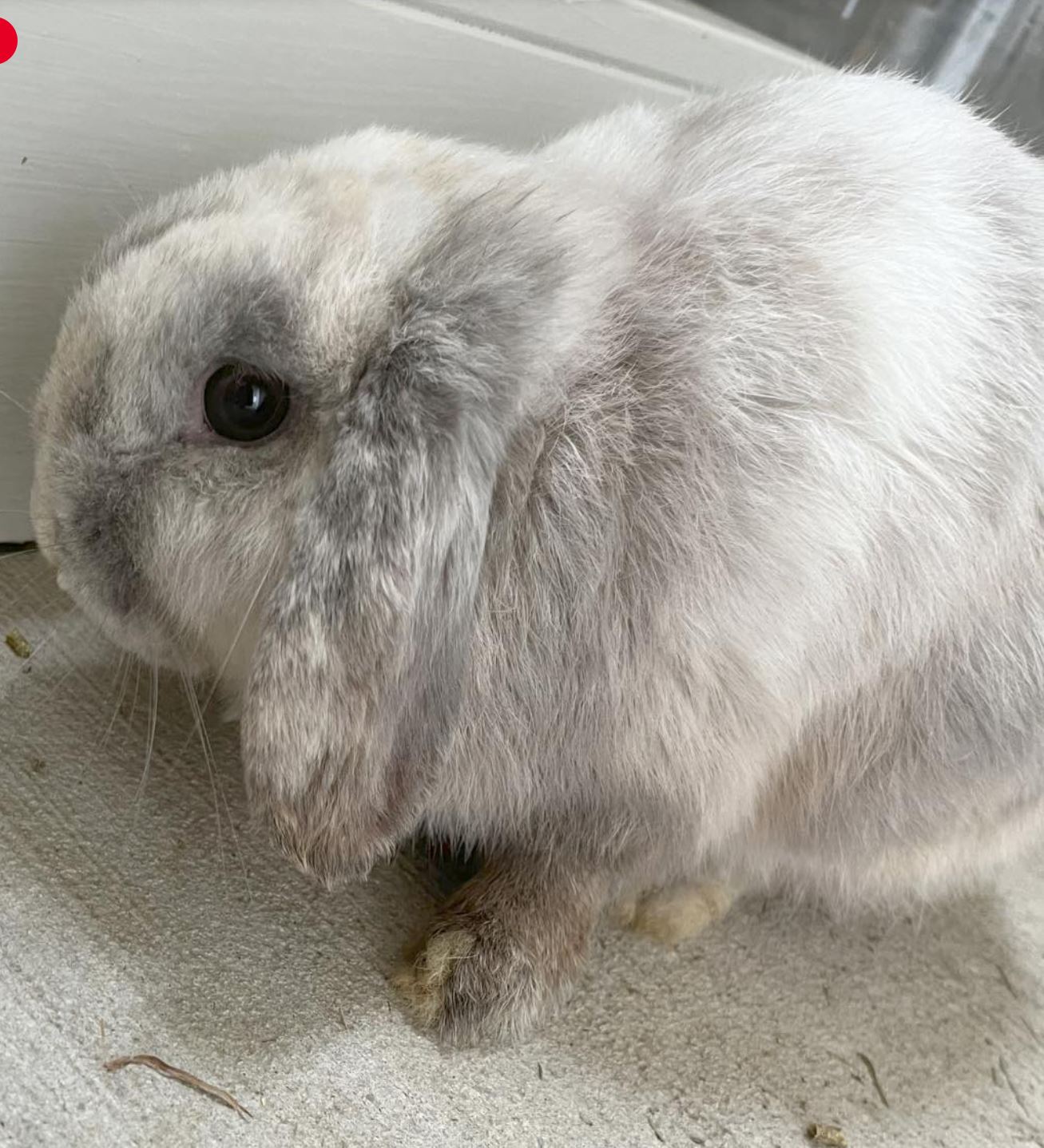 Ocean, Adopted, Adult Male Holland Lop.