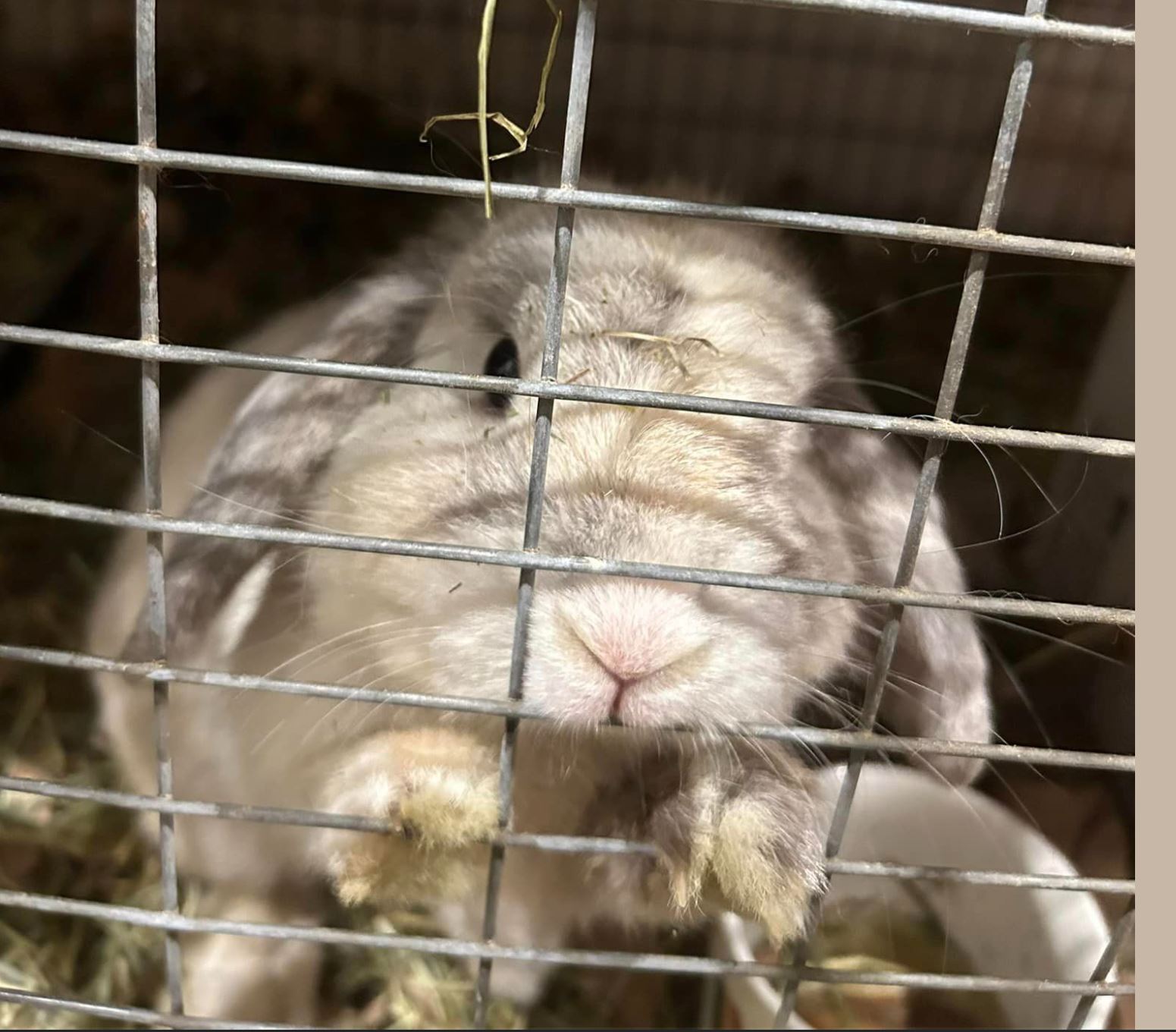 Ocean, a Adopted Holland Lop in Paradis, LA image 2/2