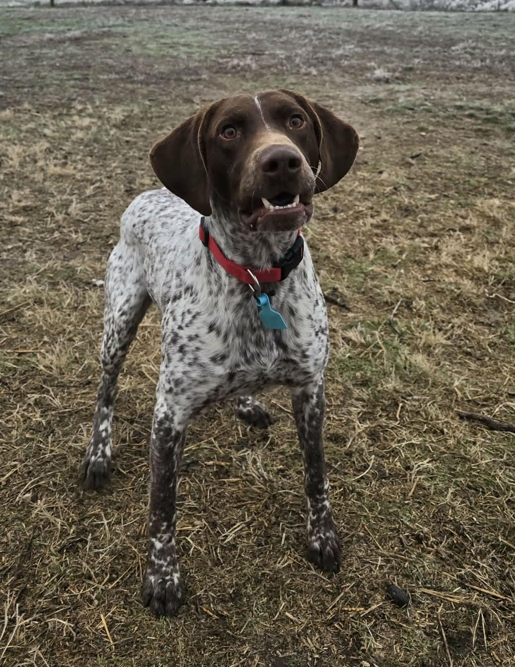 Enlarge Eagle Eye: Ridge Dog in TRAINING @ LOCAL PRISON, a ADOPTABLE German Shorthaired Pointer in Othello, WA image 3/4
