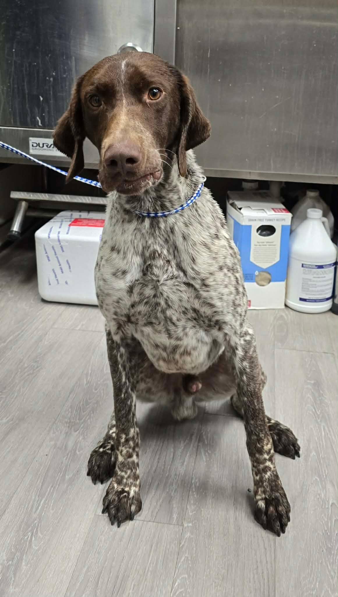 Enlarge Eagle Eye: Ridge Dog in TRAINING @ LOCAL PRISON, a ADOPTABLE German Shorthaired Pointer in Othello, WA image 4/4