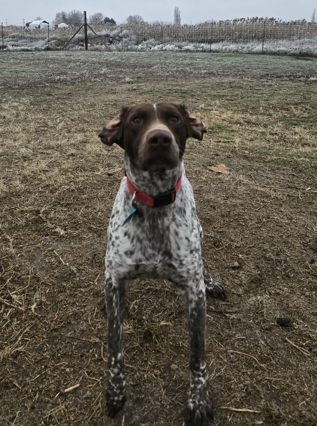 Enlarge Eagle Eye: Ridge Dog in TRAINING @ LOCAL PRISON, a ADOPTABLE German Shorthaired Pointer in Othello, WA image 2/4