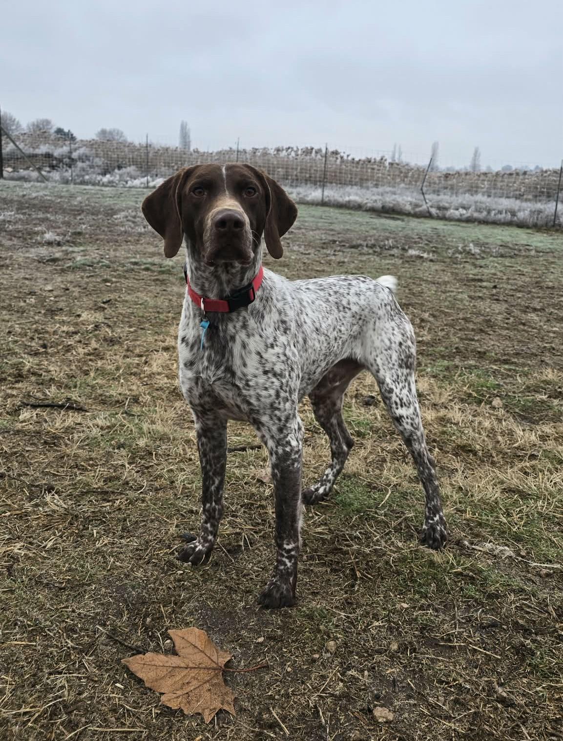 Enlarge Eagle Eye: Ridge Dog in TRAINING @ LOCAL PRISON, a ADOPTABLE German Shorthaired Pointer in Othello, WA image 1/4