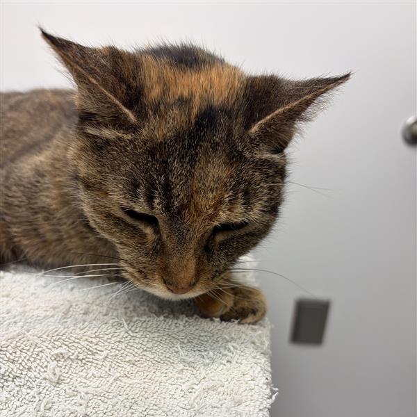 DeeDee, Adoptable, Senior Female Domestic Short Hair.