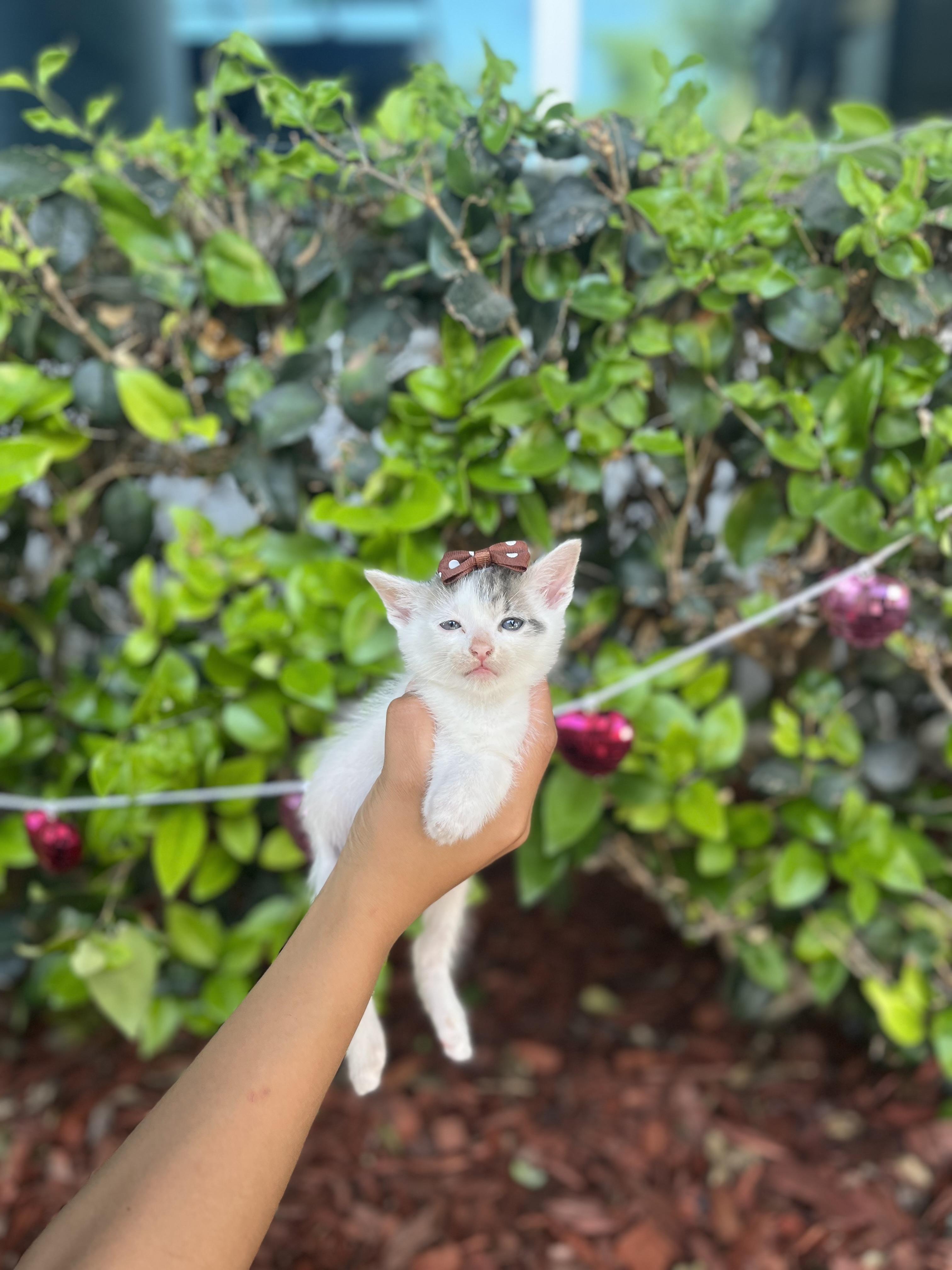 Enlarge Cherry, a Adoptable Domestic Short Hair in South El Monte, CA image 4/4