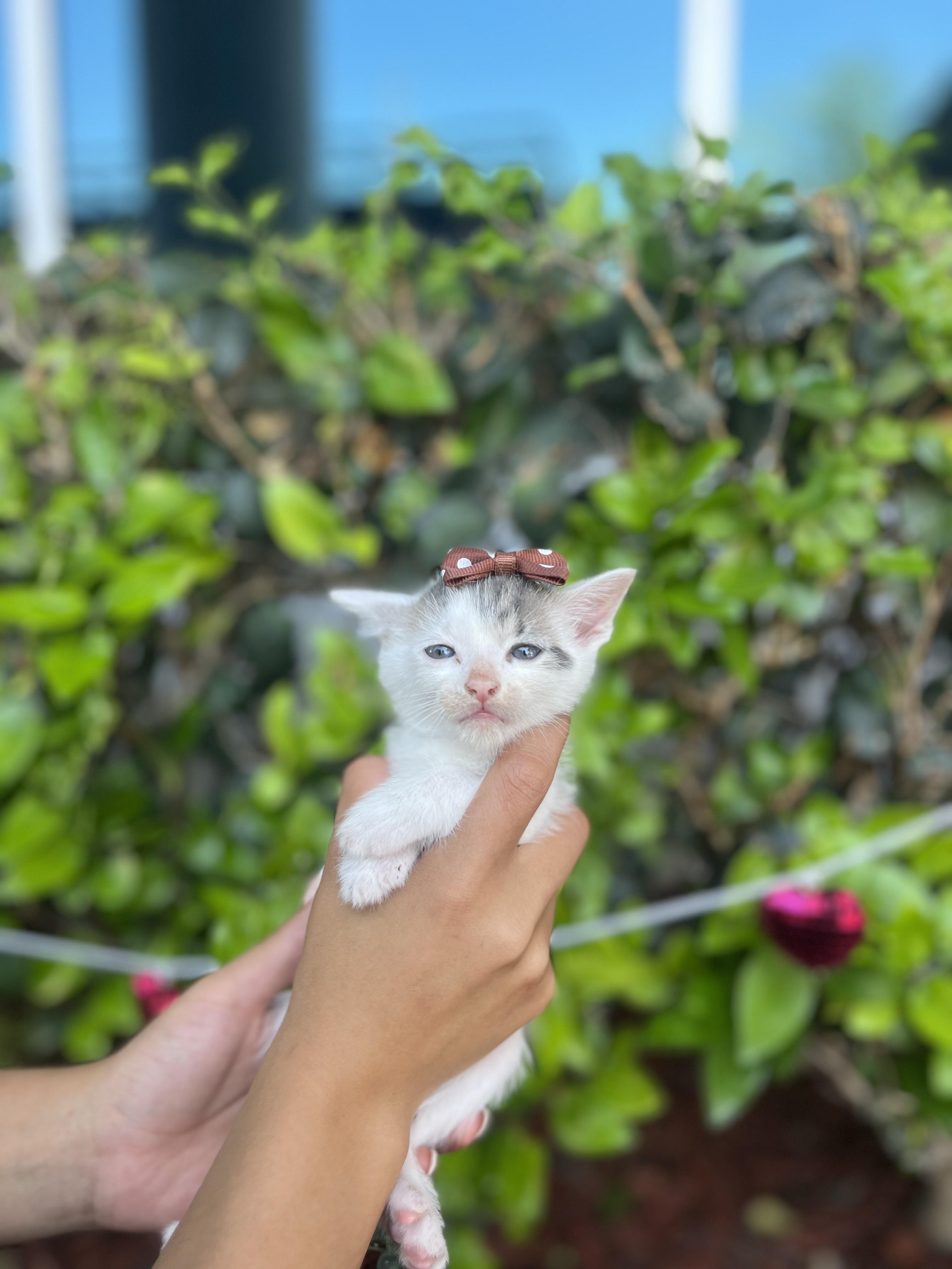 Enlarge Cherry, a Adoptable Domestic Short Hair in South El Monte, CA image 3/4