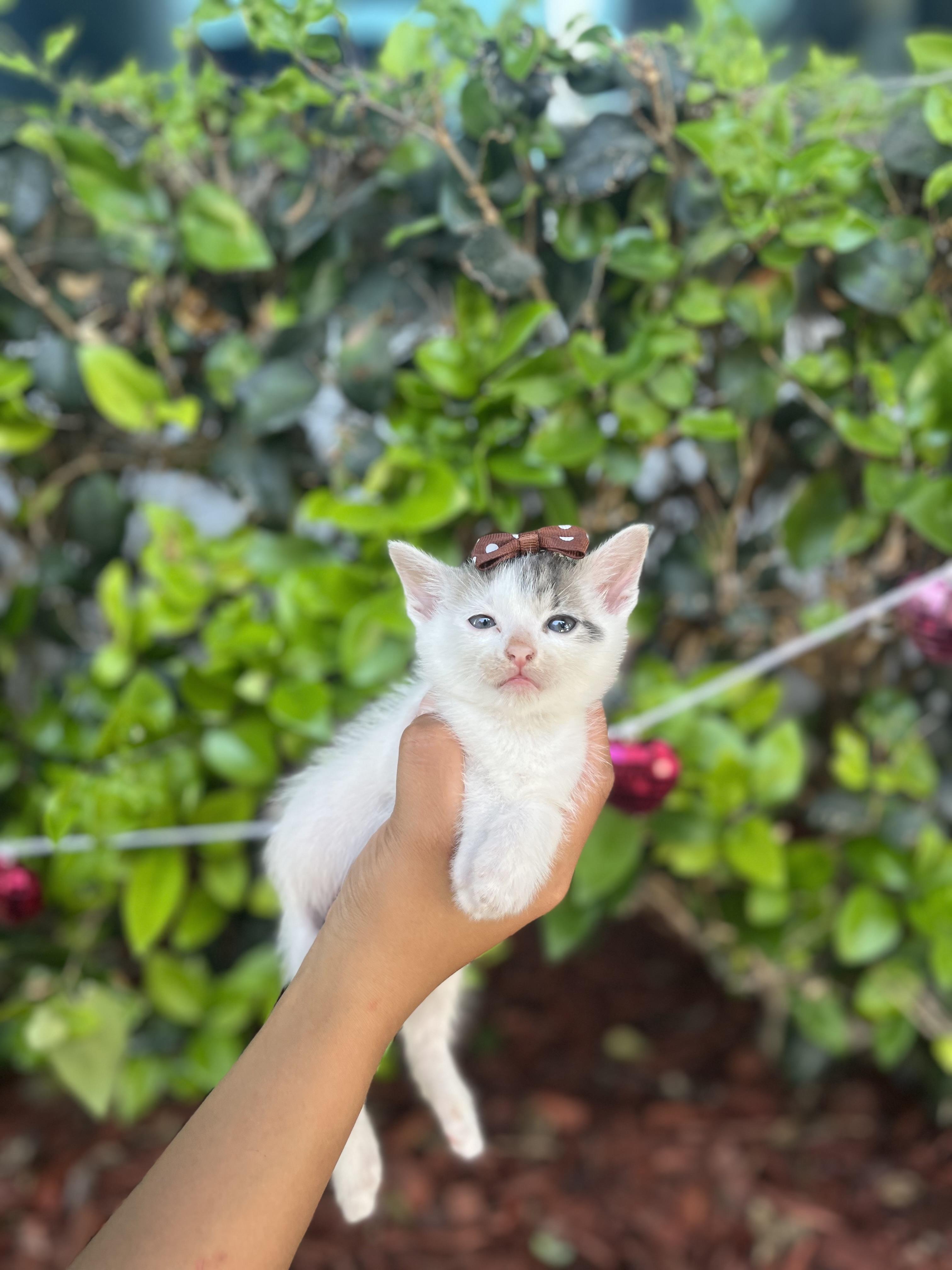 Enlarge Cherry, a Adoptable Domestic Short Hair in South El Monte, CA image 1/4