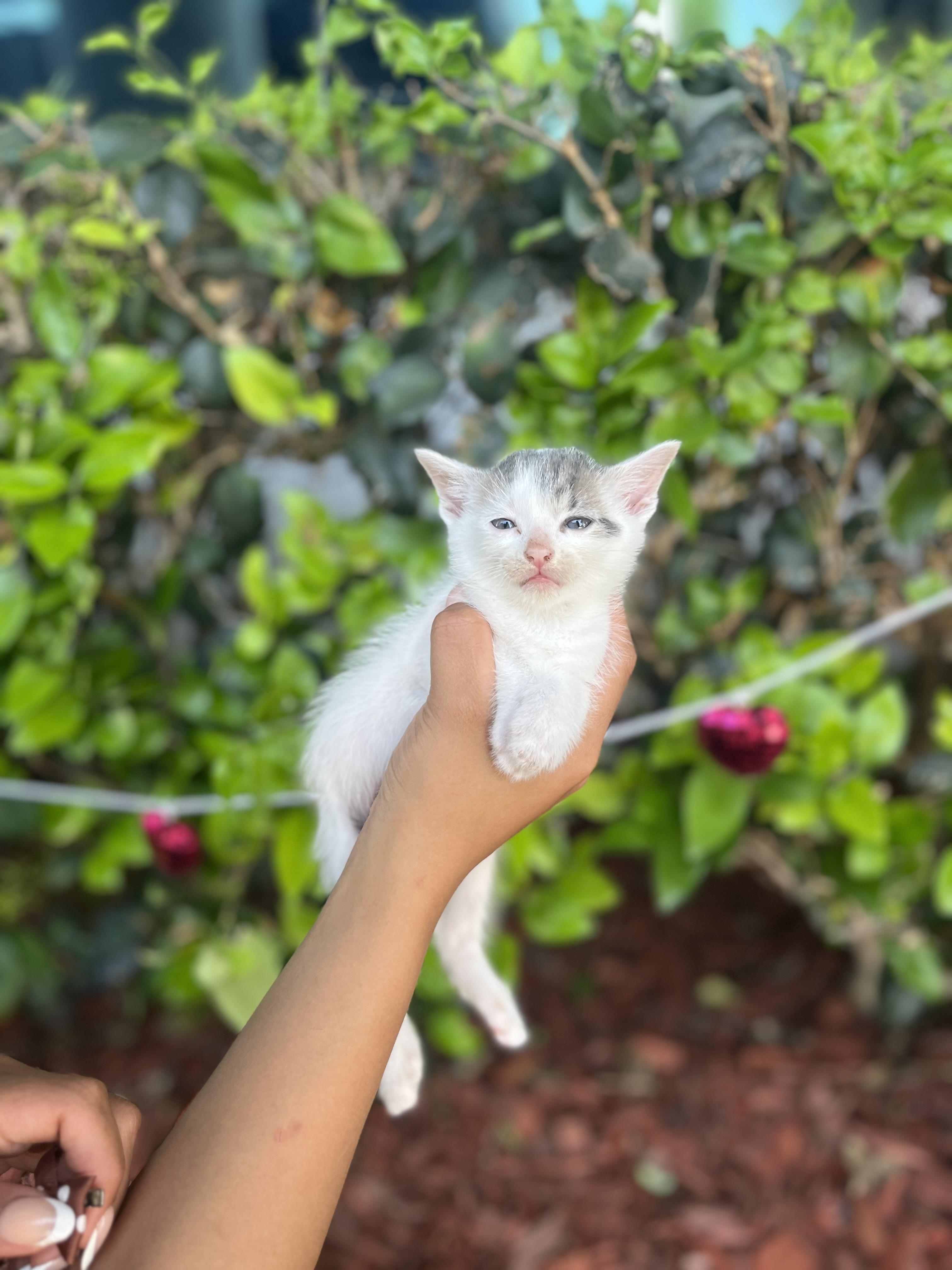 Enlarge Cherry, a Adoptable Domestic Short Hair in South El Monte, CA image 2/4