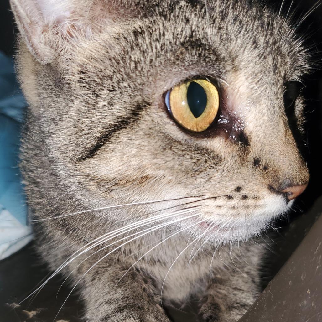 Enlarge Vivian, a Adoptable Domestic Short Hair in Union, MO image 1/3