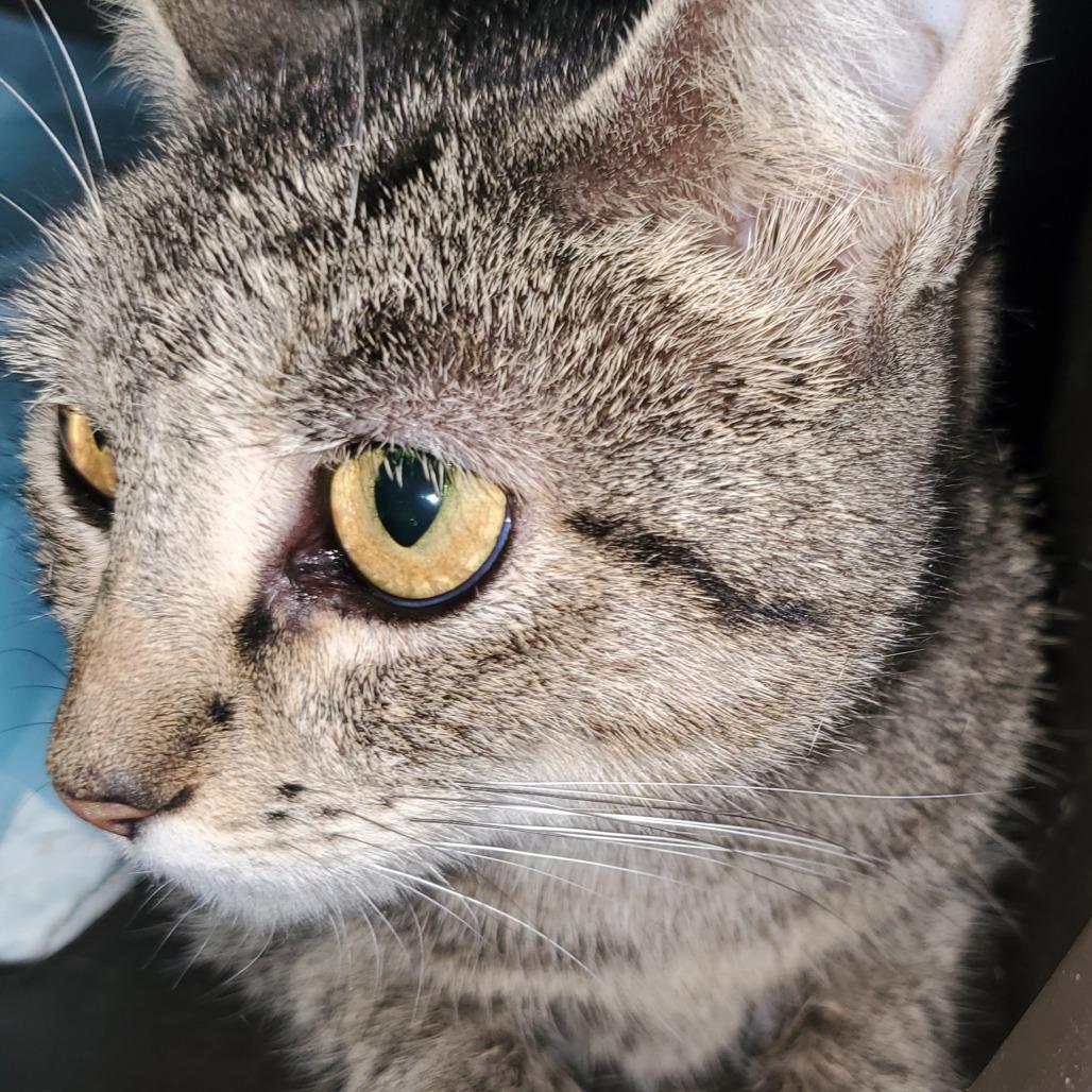 Enlarge Vivian, a Adoptable Domestic Short Hair in Union, MO image 2/3