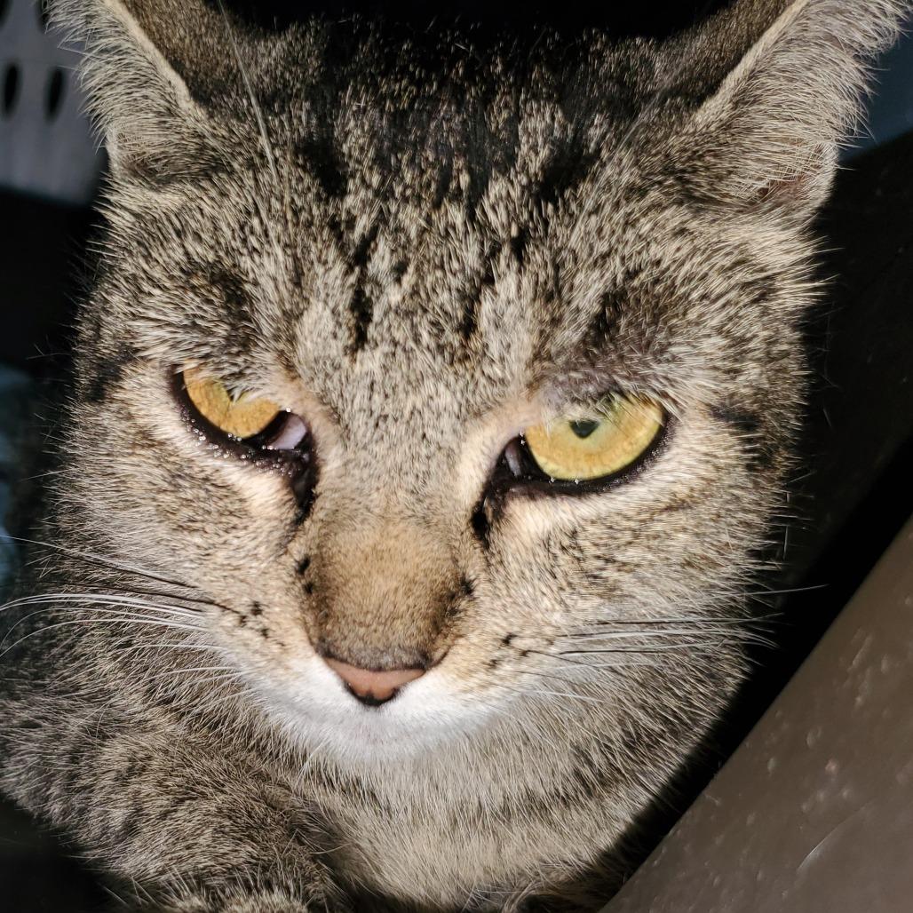 Enlarge Vivian, a Adoptable Domestic Short Hair in Union, MO image 3/3