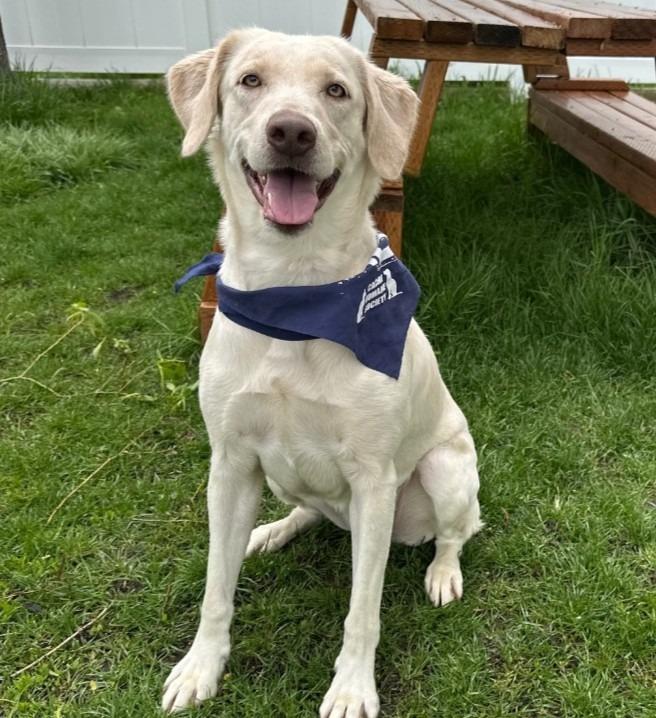 Enlarge Daisy, a Adoptable Labrador Retriever in Logan, UT image 1/1