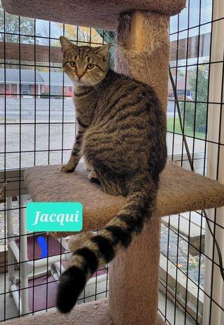 Jacqui-Sponsored, Adoptable, Adult Female Domestic Short Hair.