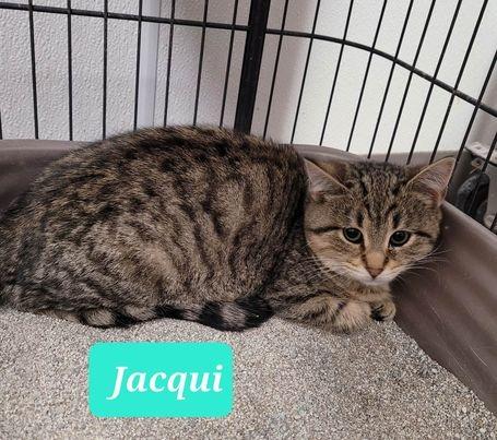 Enlarge Jacqui-Sponsored, a Adoptable mixed breed in Richmond, IN image 2/6