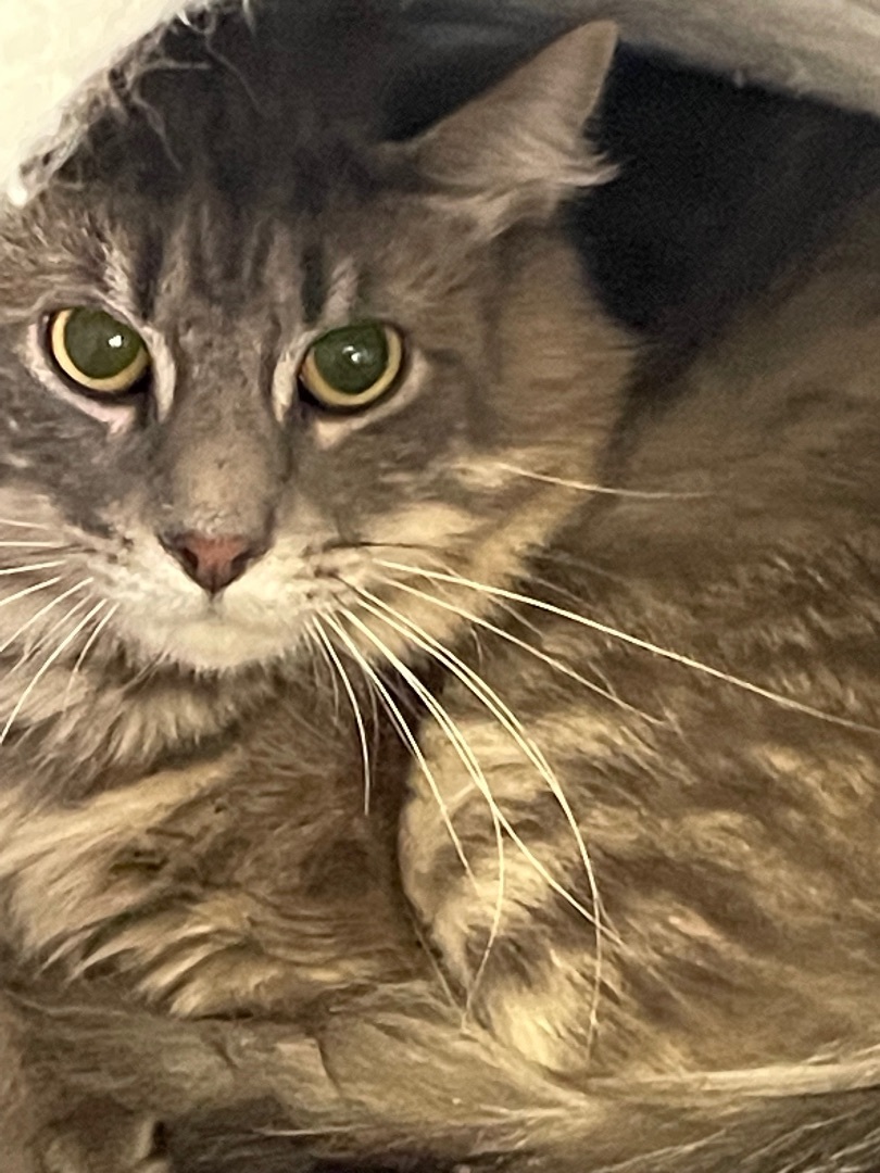 Steven, Adoptable, Adult Male Domestic Medium Hair.