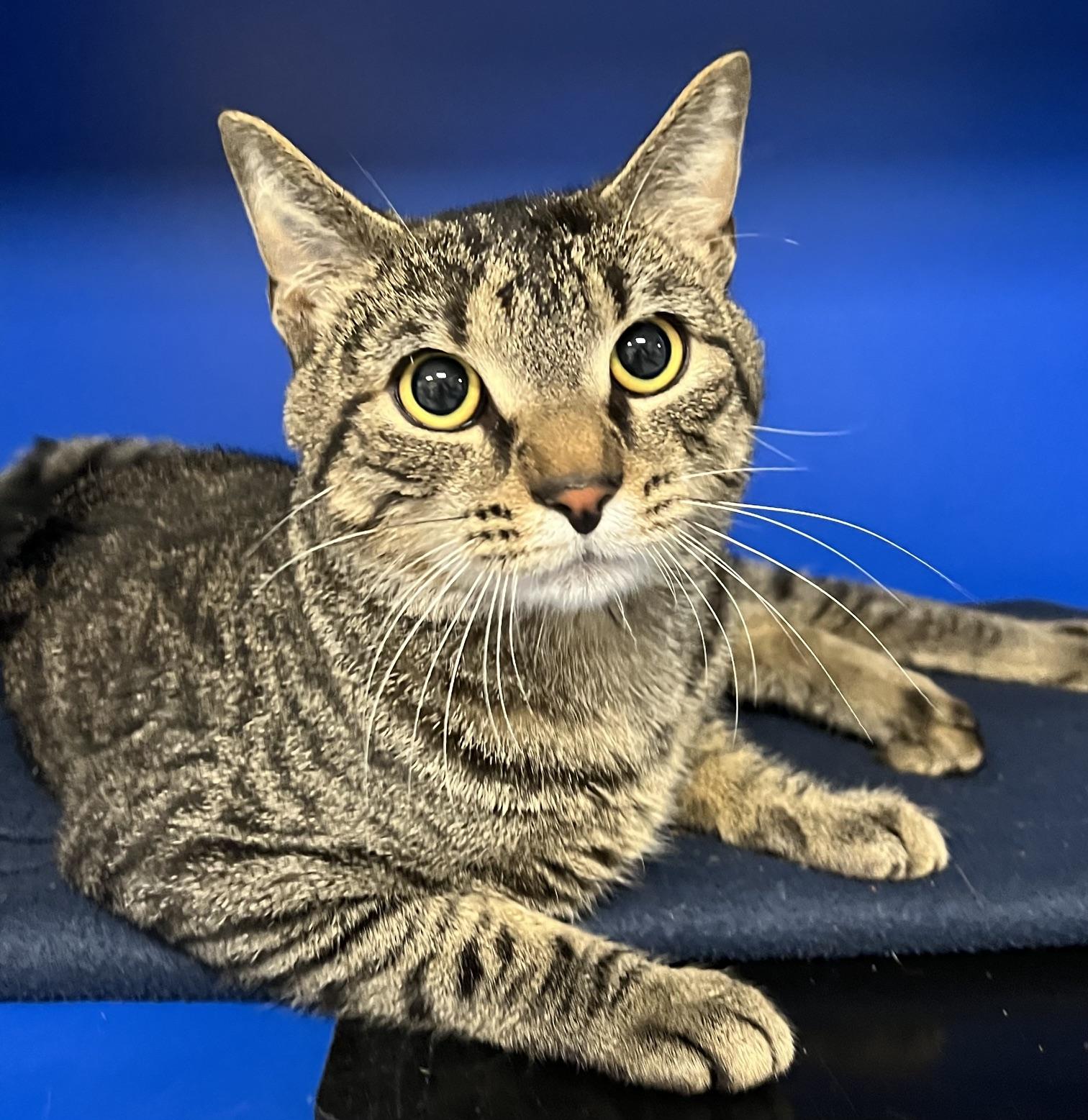 Enlarge Dexter, a Adoptable Domestic Short Hair in Johnston, RI image 6/6