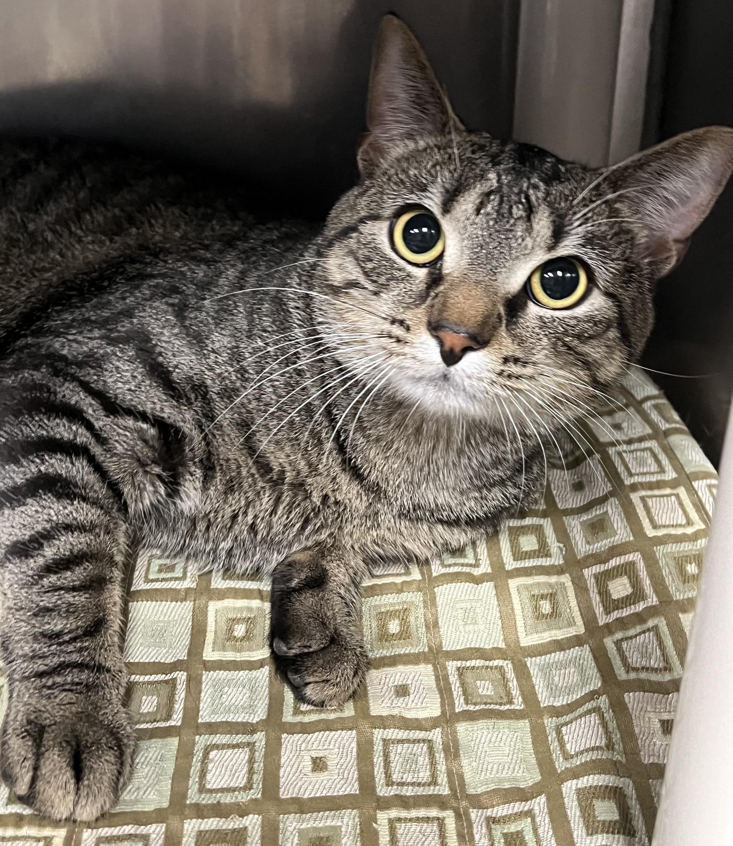 Dexter, Adoptable, Young Male Domestic Short Hair.