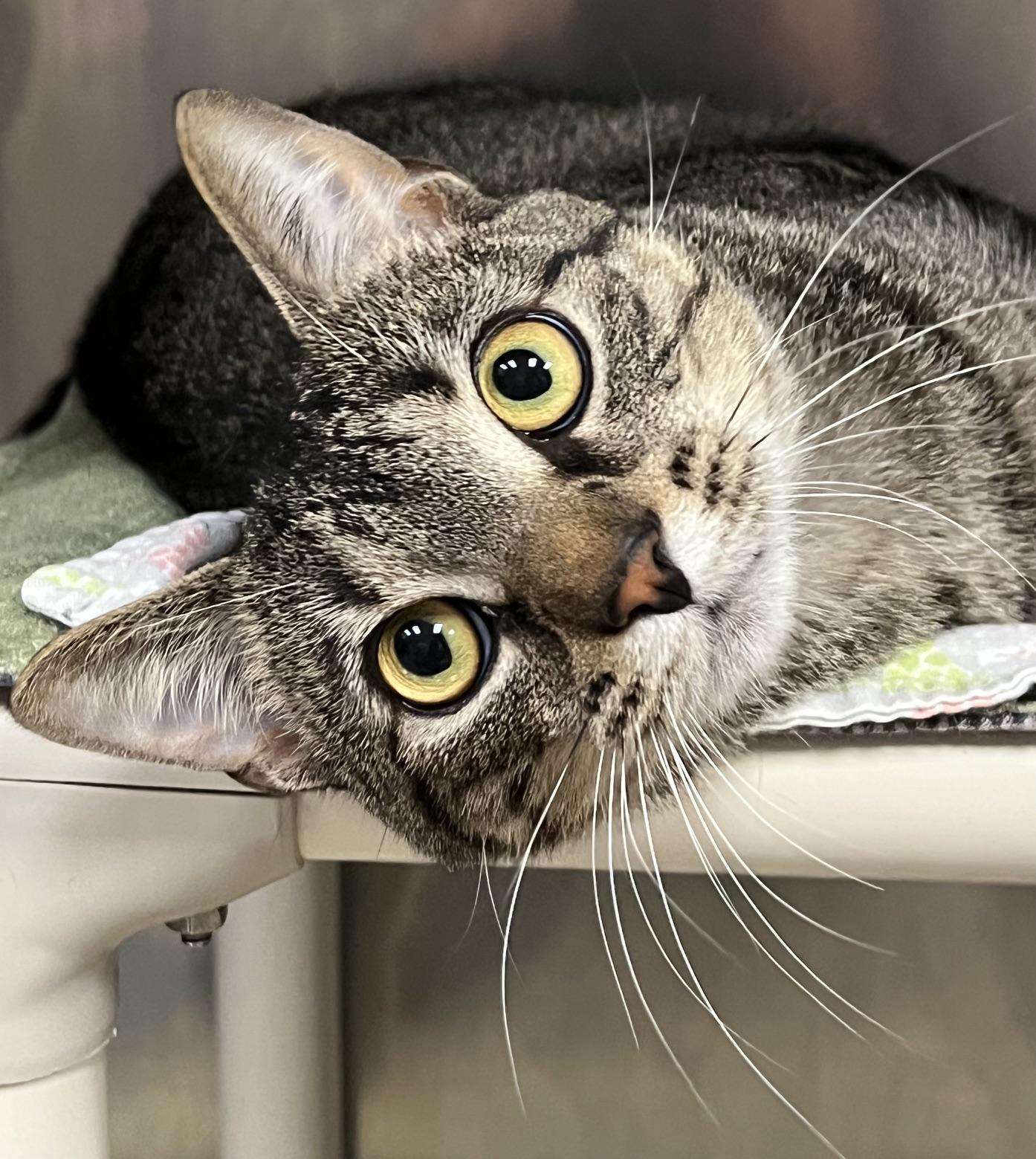 Enlarge Dexter, a Adoptable Domestic Short Hair in Johnston, RI image 2/6