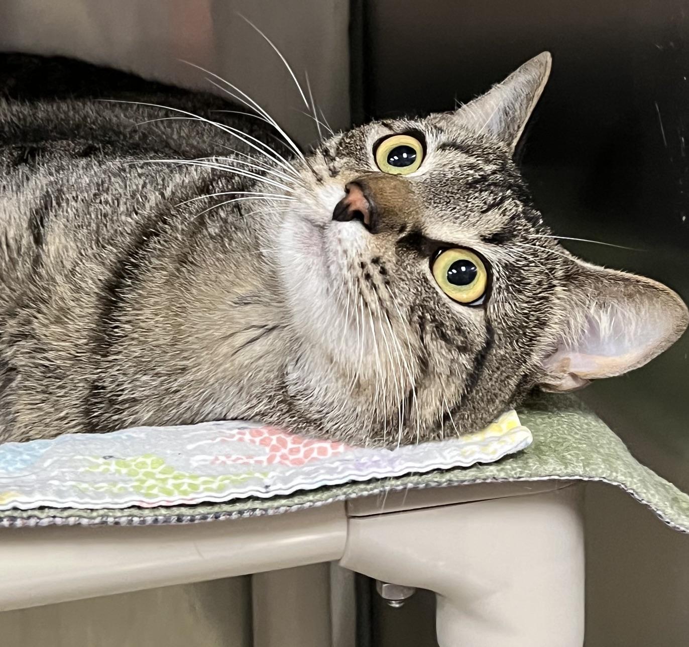Enlarge Dexter, a Adoptable Domestic Short Hair in Johnston, RI image 5/6