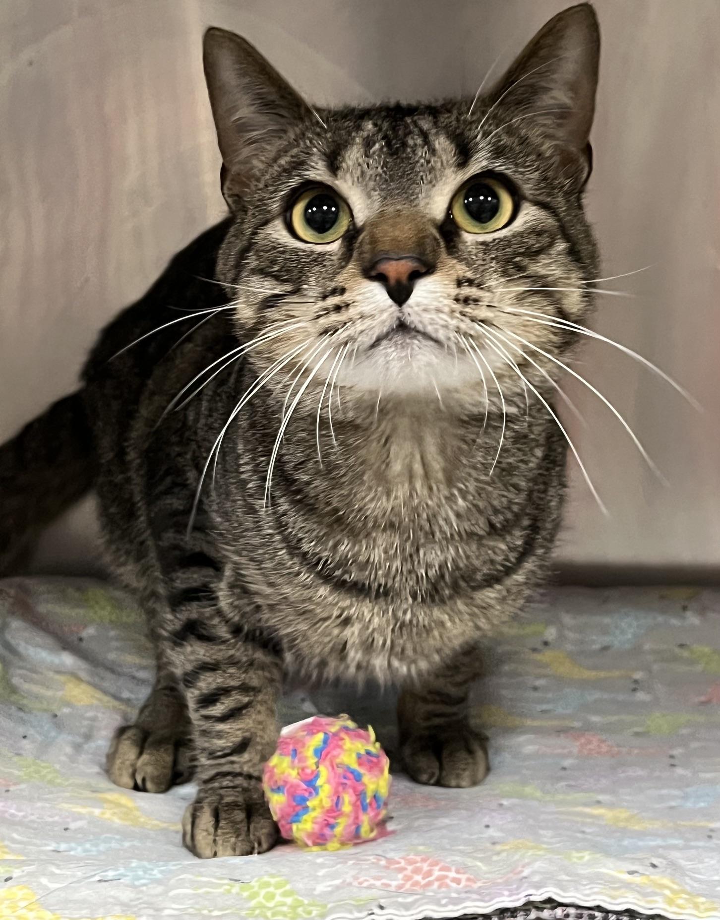 Enlarge Dexter, a Adoptable Domestic Short Hair in Johnston, RI image 3/6