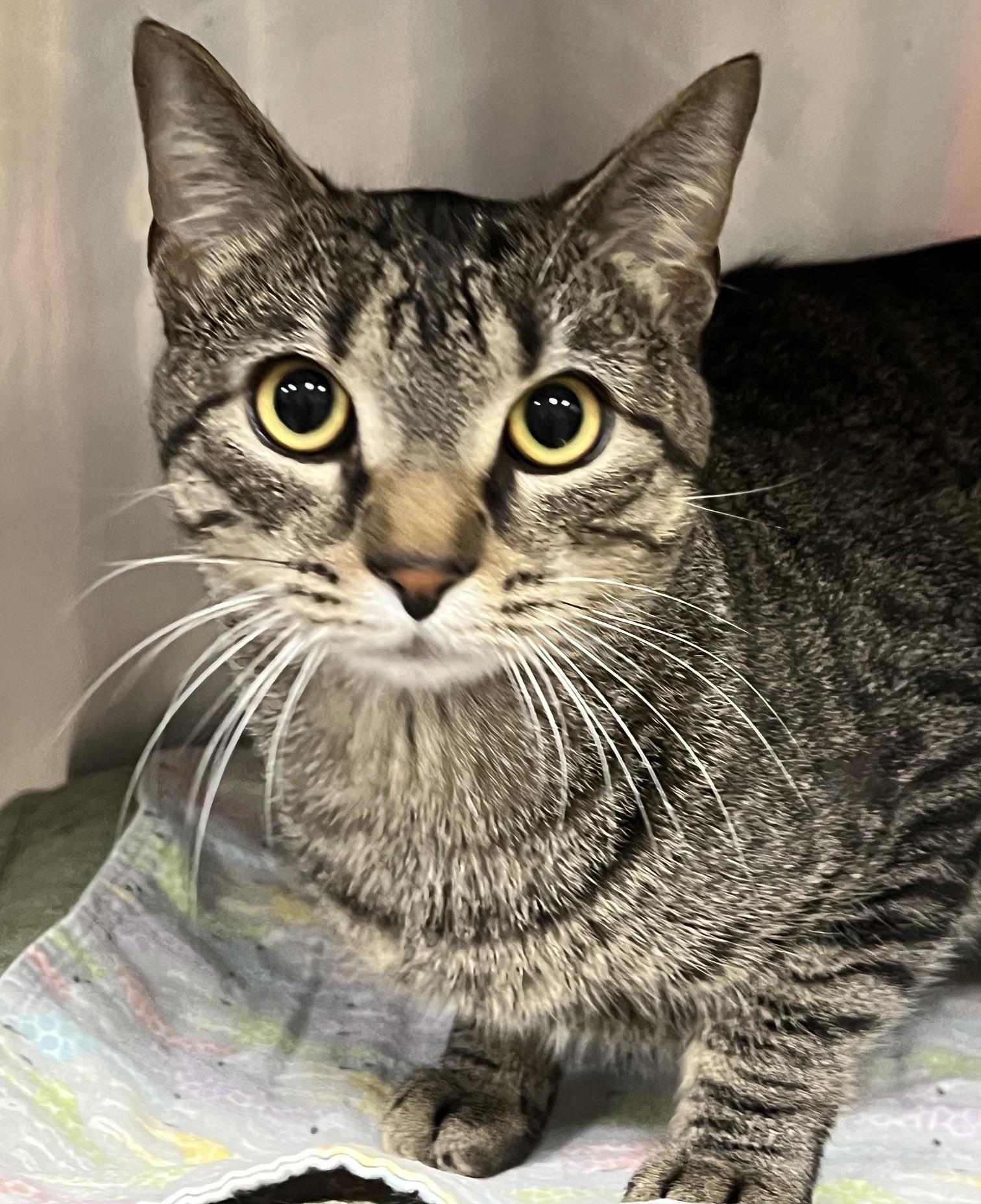 Enlarge Dexter, a Adoptable Domestic Short Hair in Johnston, RI image 4/6
