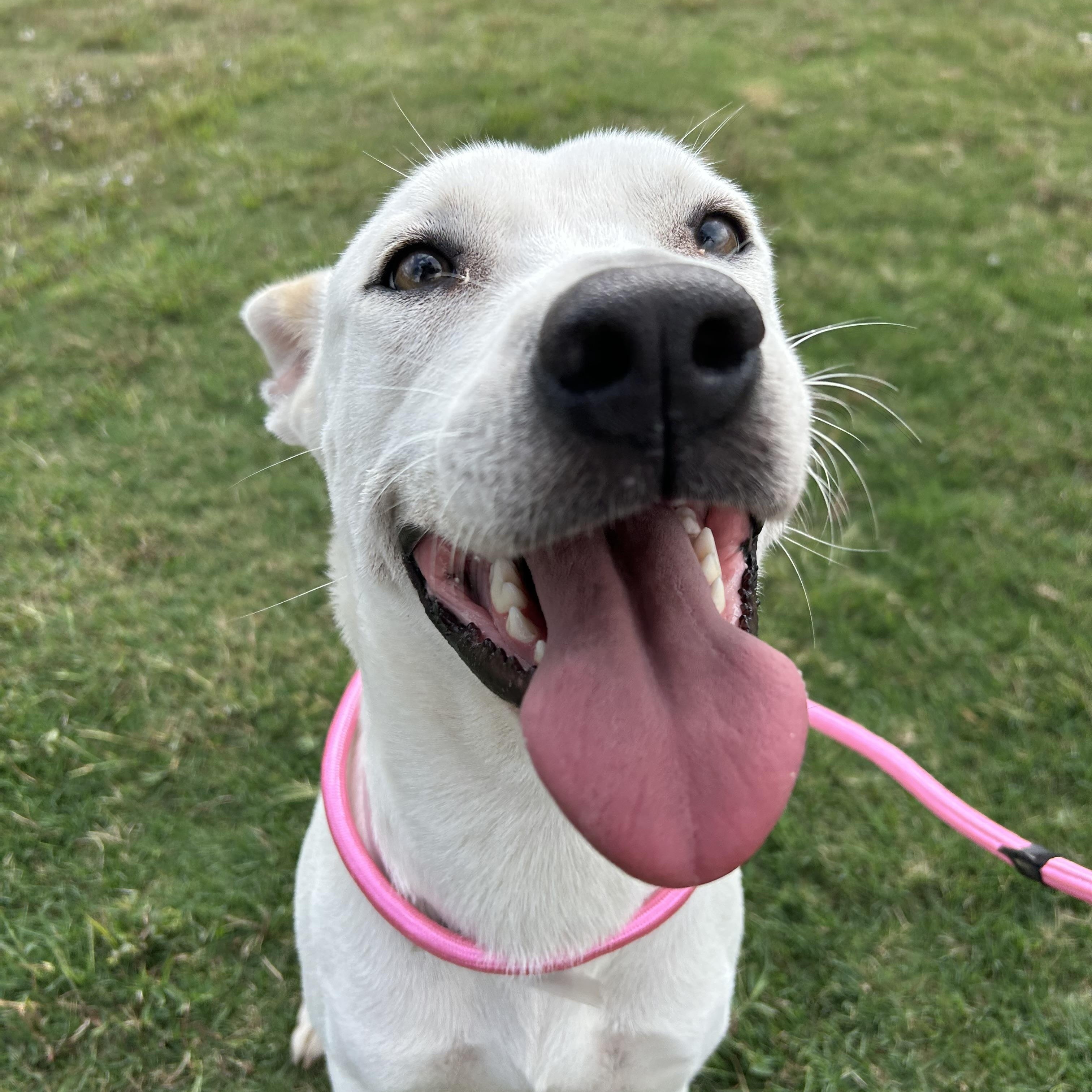 Enlarge Miley, a Adoptable mixed breed in Westminster, CO image 5/5