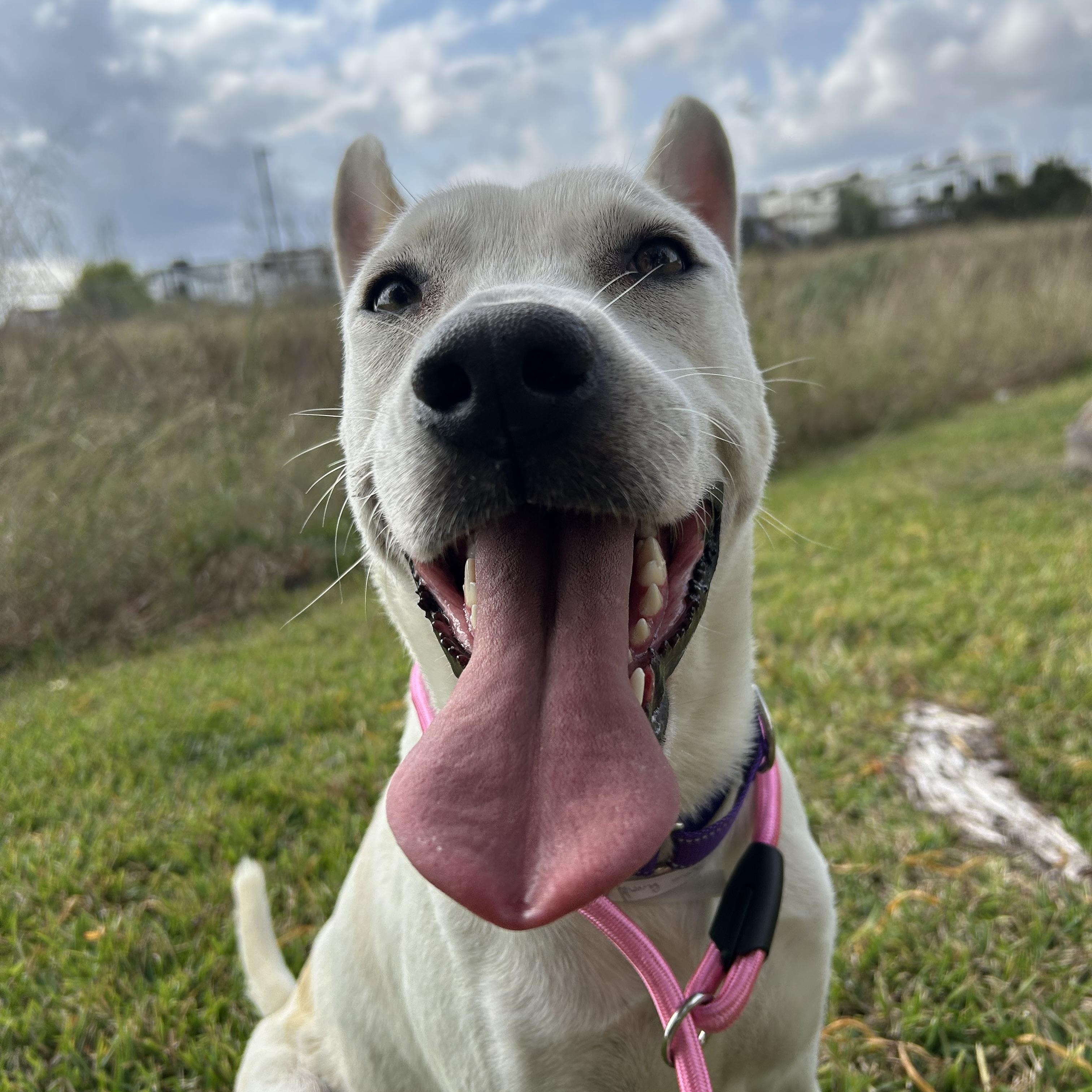 Enlarge Miley, a Adoptable mixed breed in Westminster, CO image 4/5