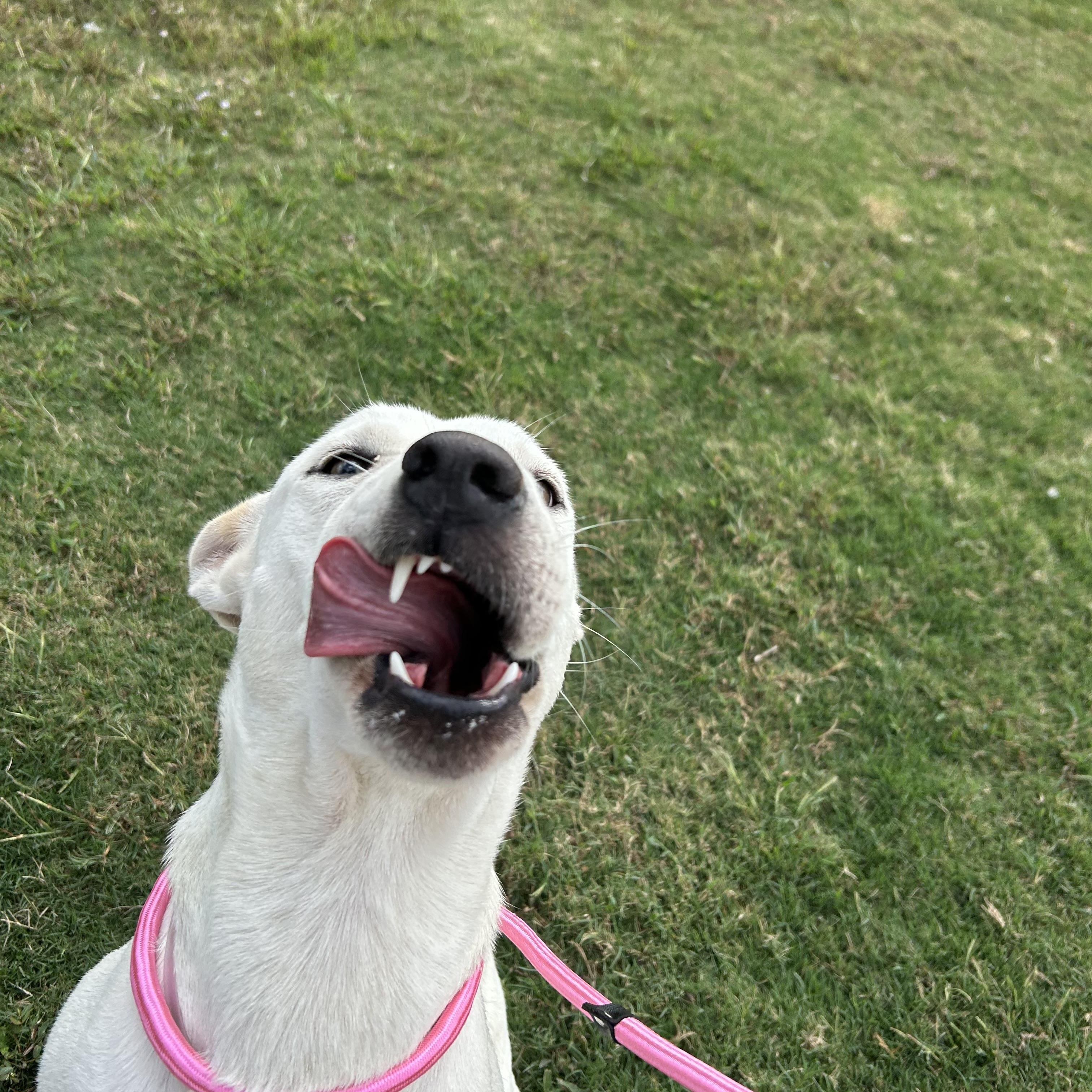 Enlarge Miley, a Adoptable mixed breed in Westminster, CO image 3/5